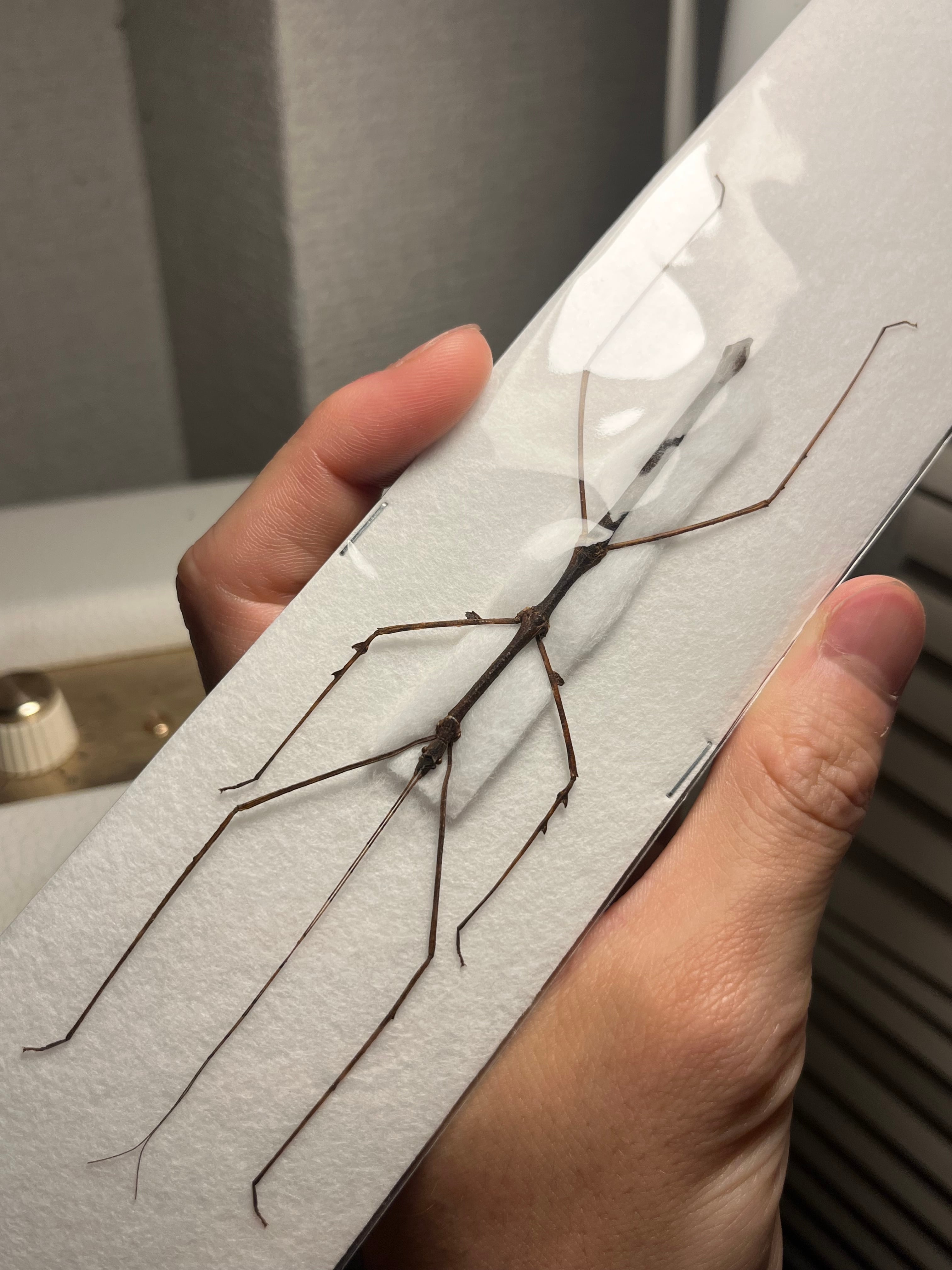 ナナフシの一種 バッタ 標本 直翅類 カマキリマンティス コロギス