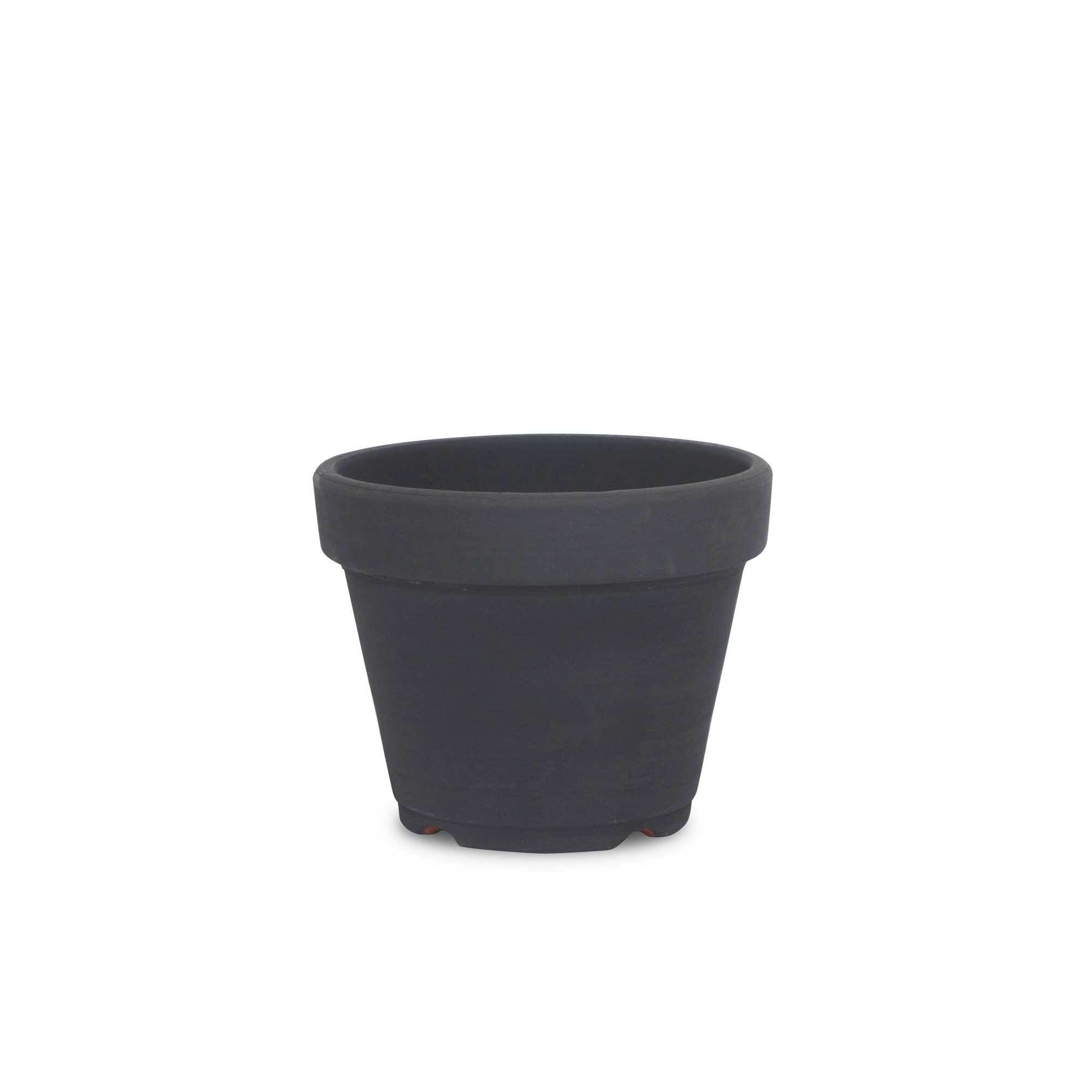 特価❣️ドロサンテマ キラキラ レインボーキャンディーボール 抜き苗