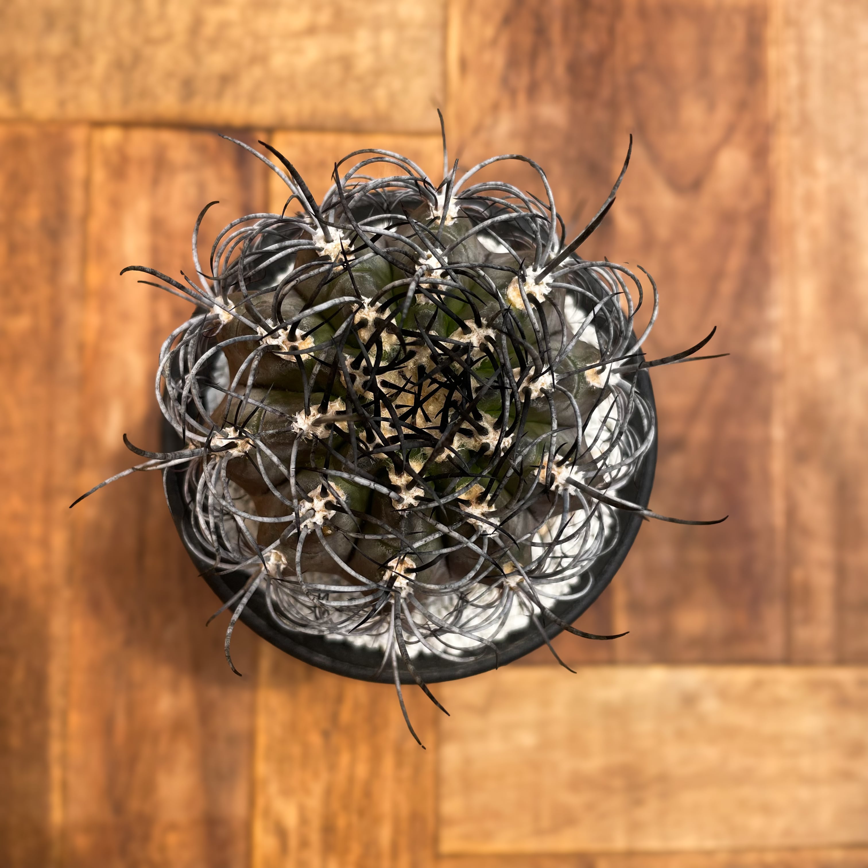 Neoporteria clavata v. procera【ネオポルテリア・暗黒玉・実生