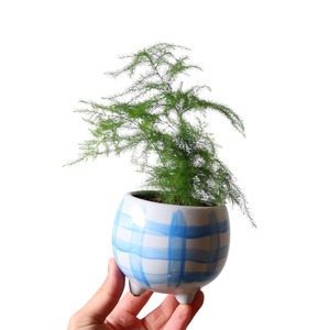 アスパラガス ナナス