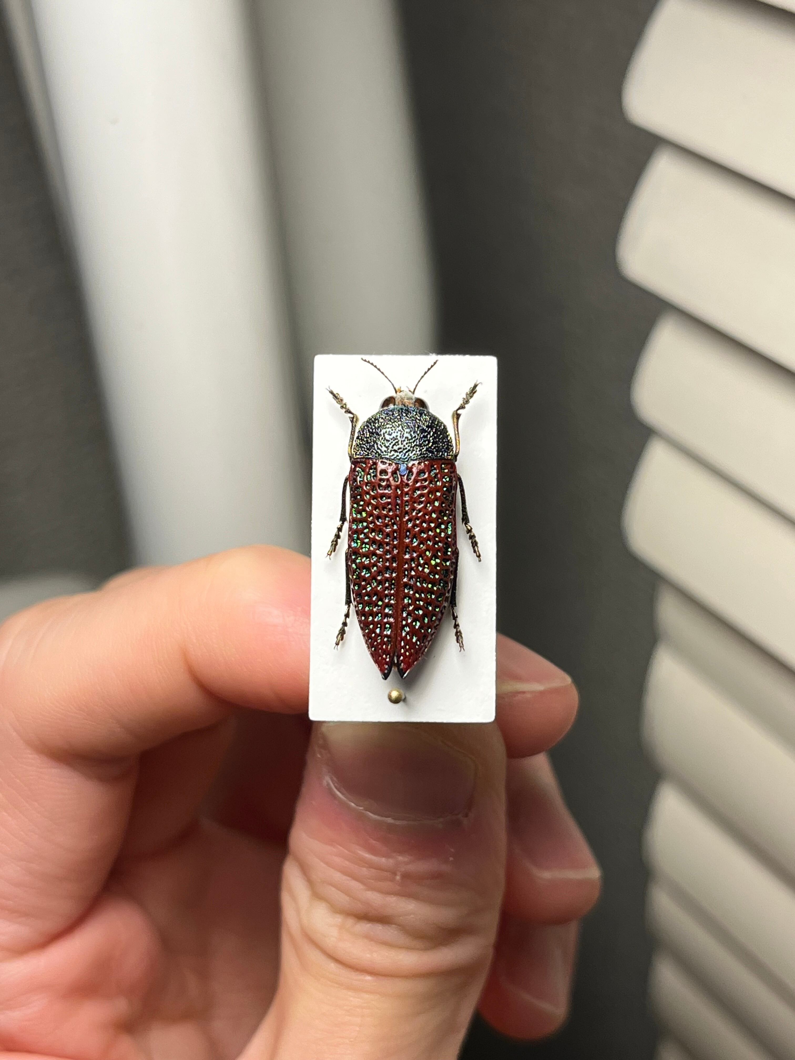 23mm】キラキラアラメムカシタマムシ 昆虫標本 標本 甲虫 カミキリ