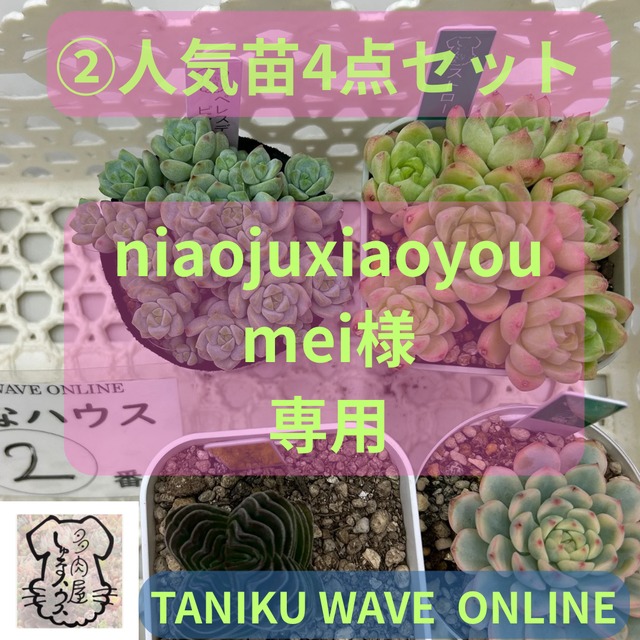 多肉屋しゅなハウス