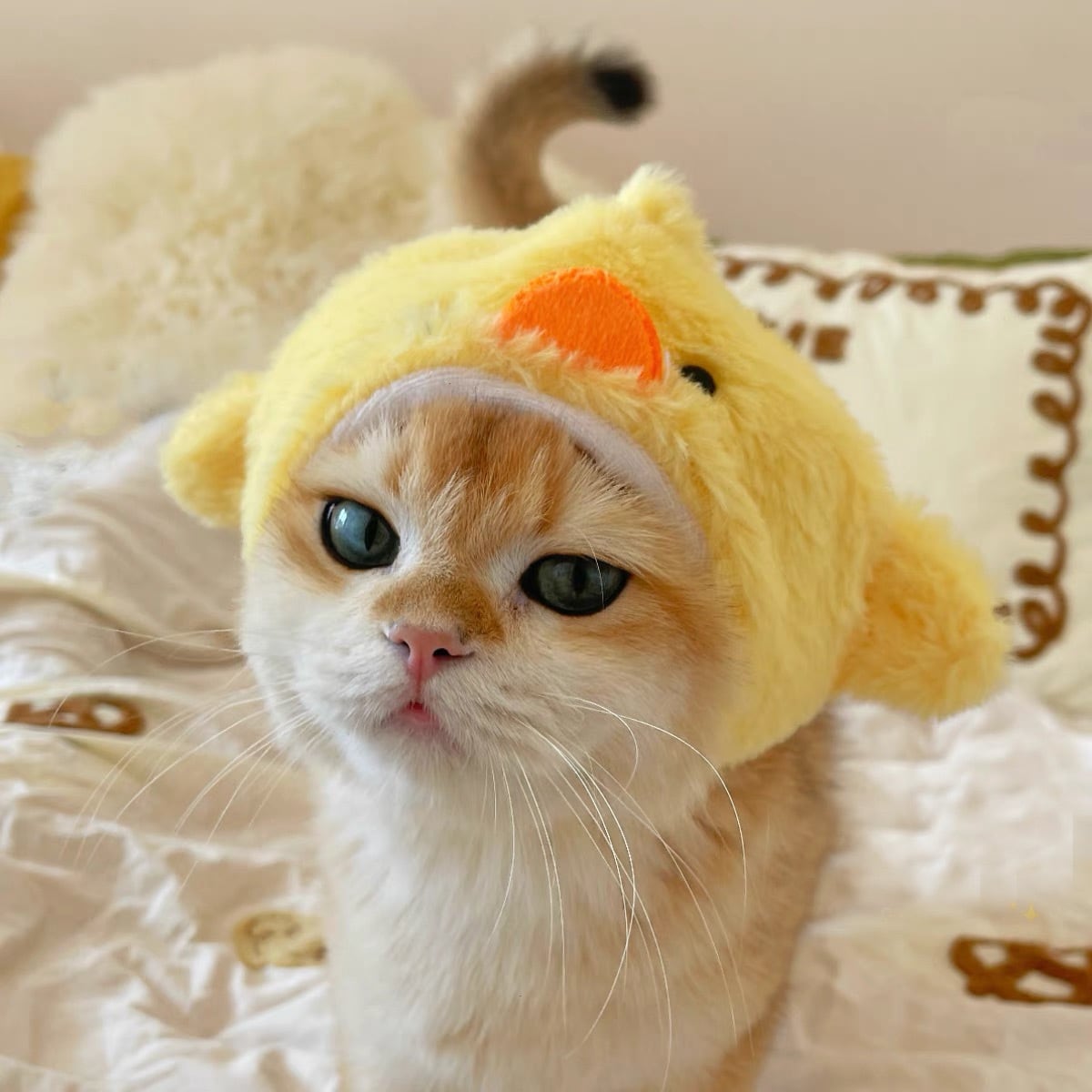 帽子 | nyanpets 猫グッズ専門店