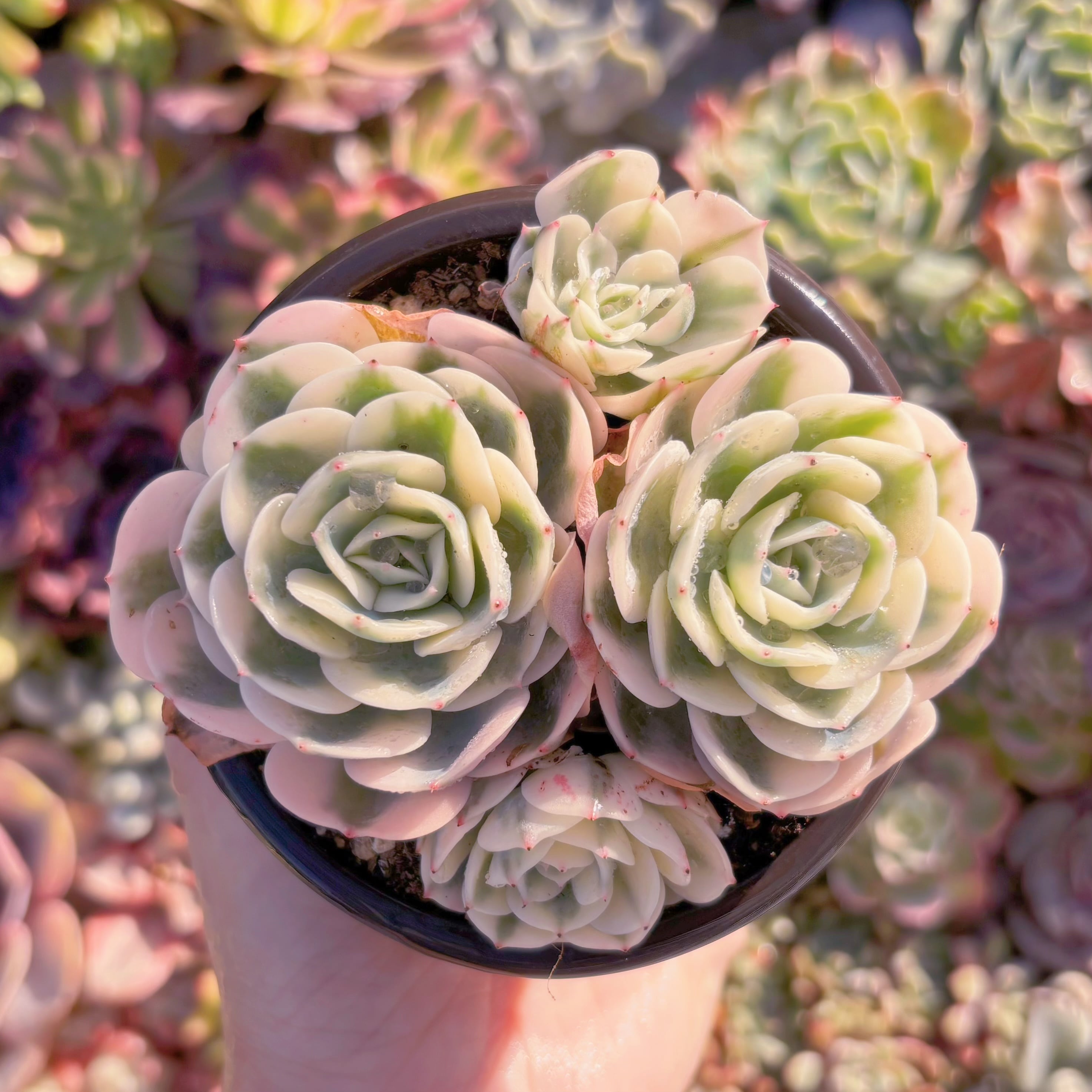 現品　ルノーディーン#M229　新入荷　るる農園