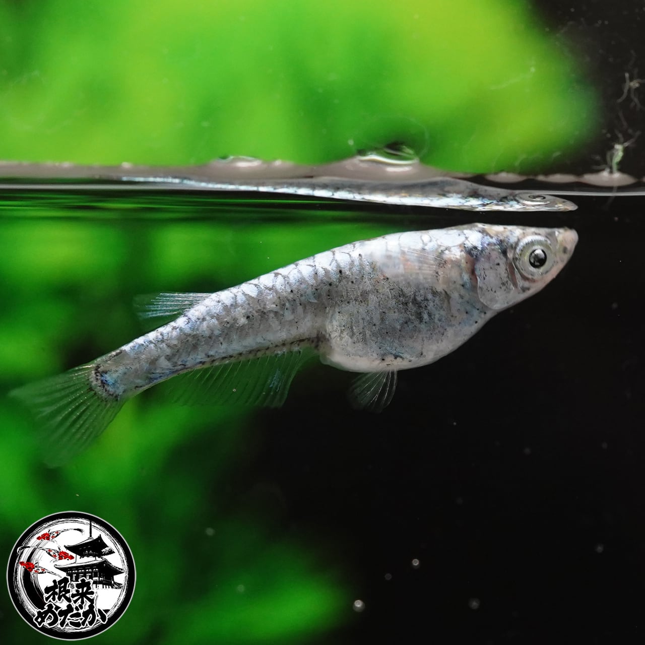 〖1ペア〗青龍（黒目）メダカ 成魚 2～3cm｜改良メダカ