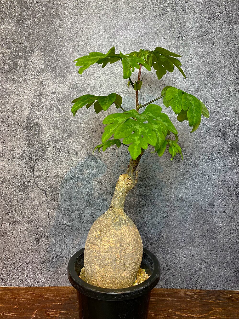 アデニア ペリエリ メタモルファ