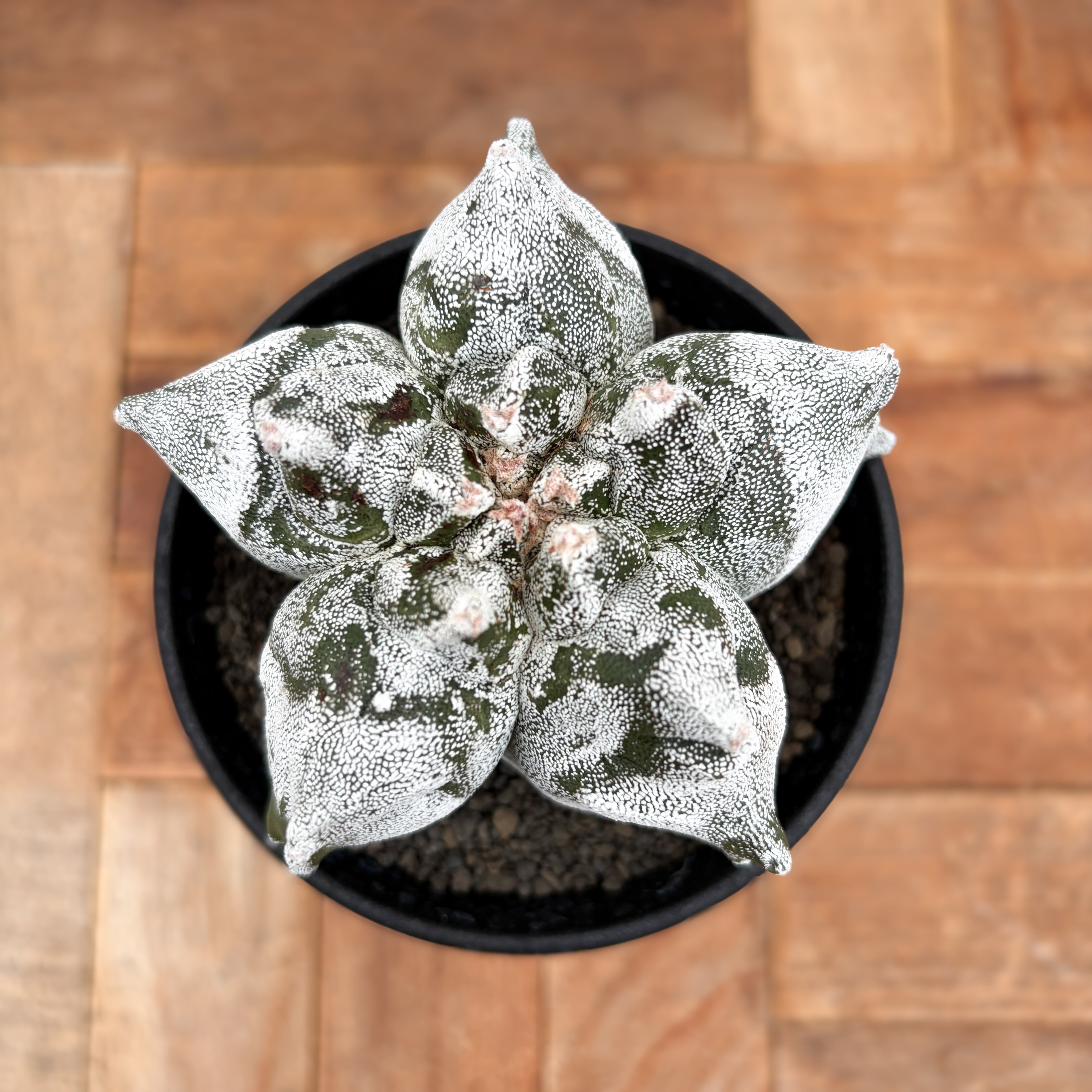 Astrophytum myriostigma【アストロフィツム・亀甲ランポー】 | RIMO'S