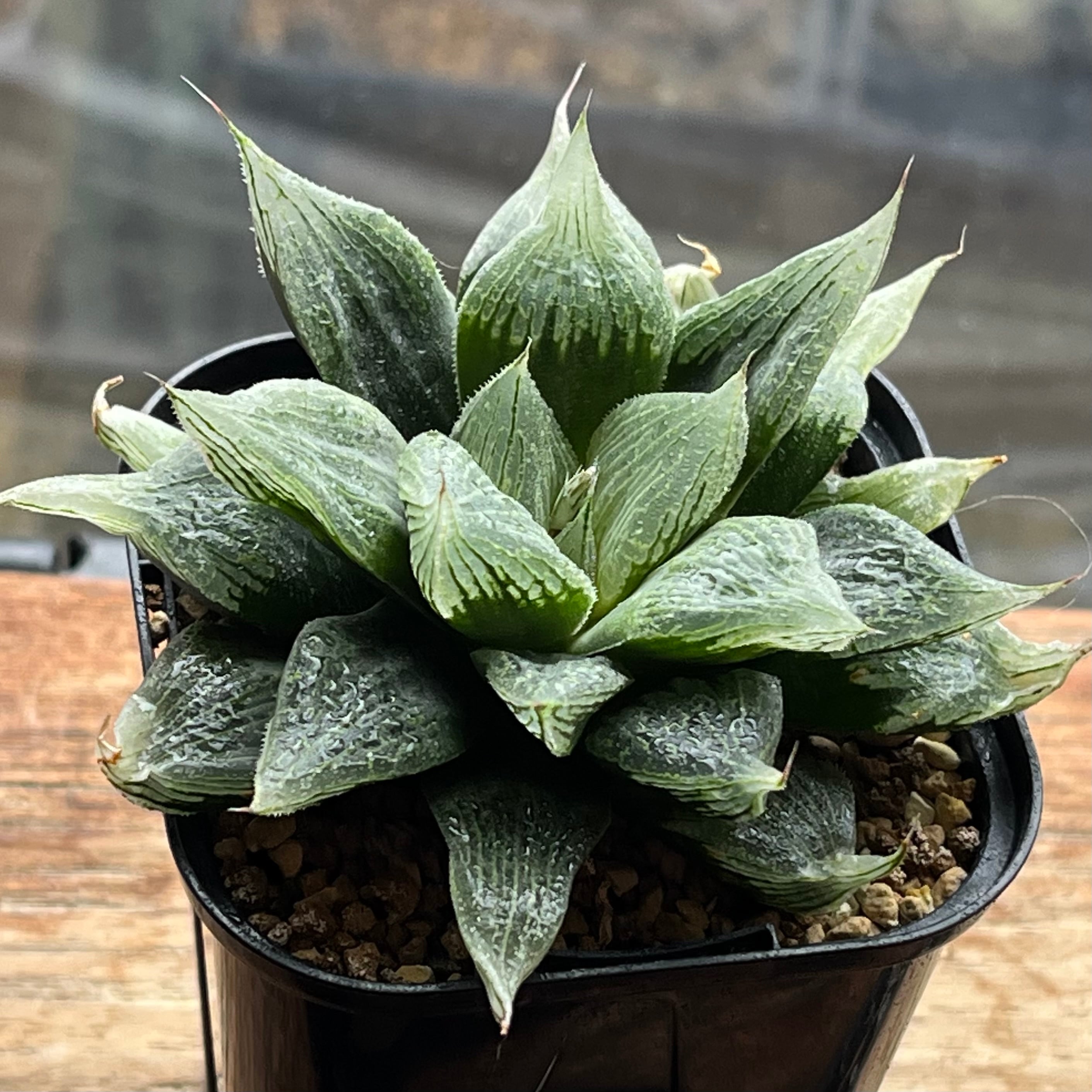 オブツーサ系 | mocono_plants