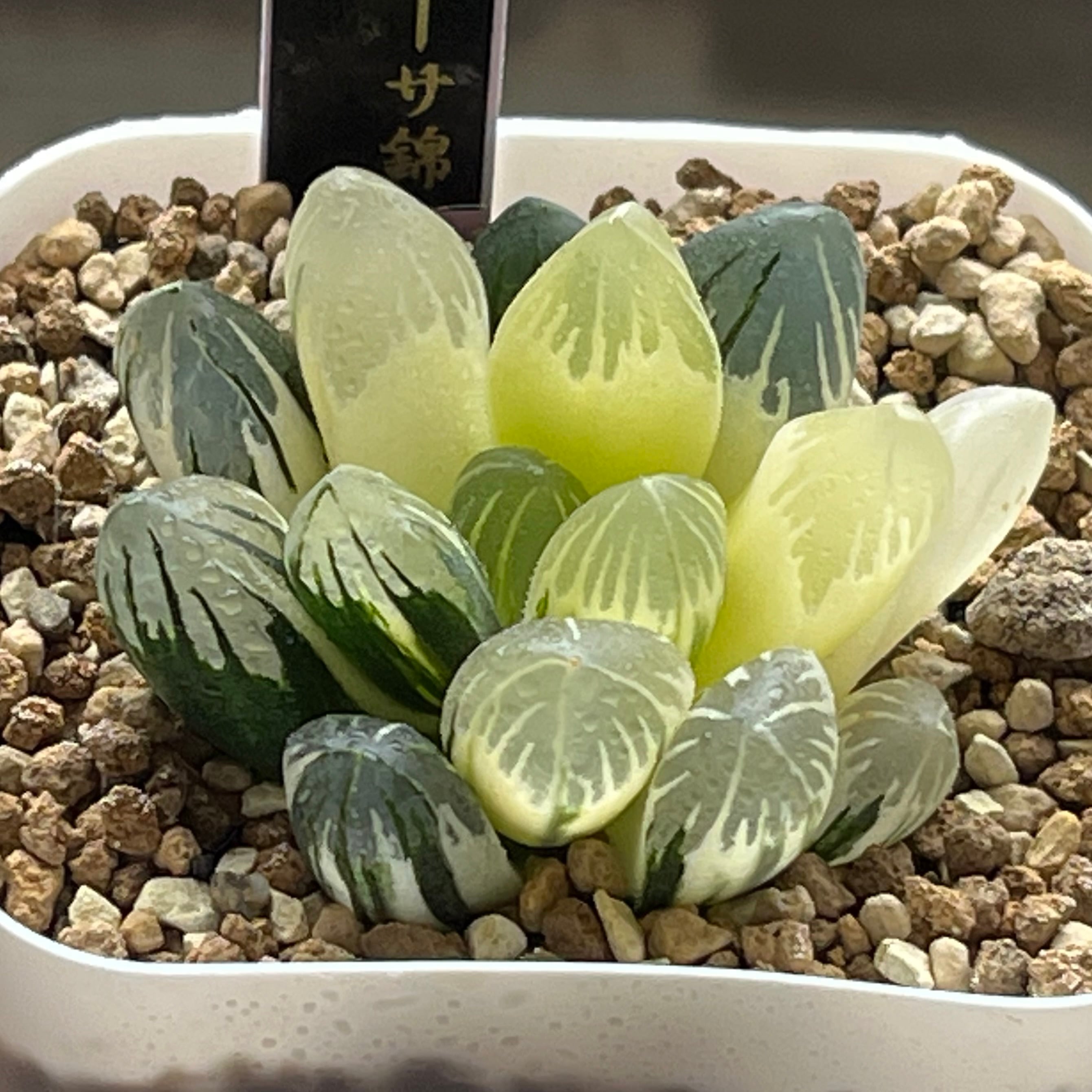 オブツーサ系 | mocono_plants