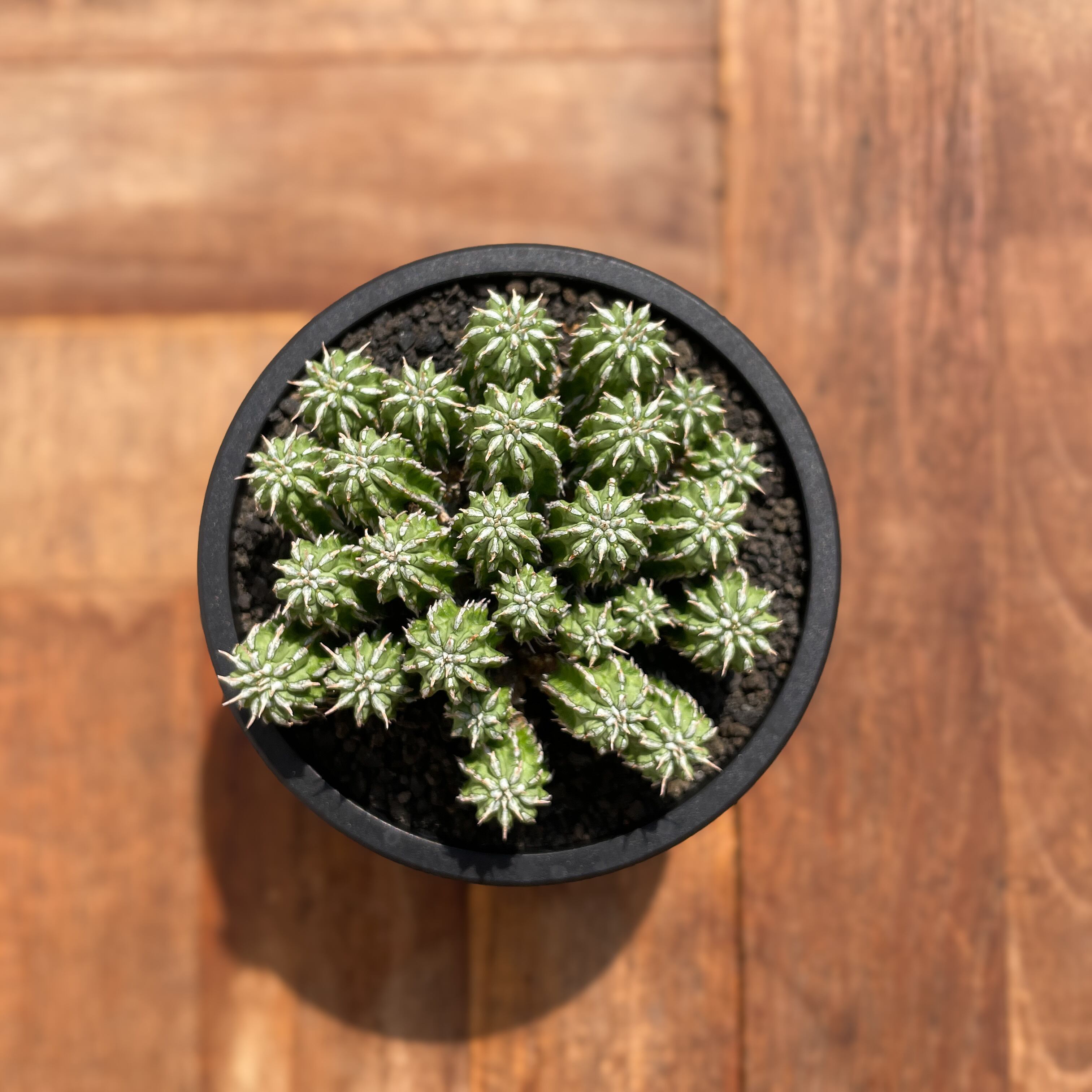 Euphorbia sepulta【ユーフォルビア・セプルタ】 | RIMO'S GREEN