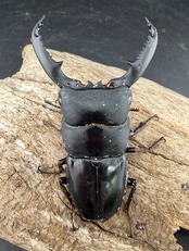 【WD】《ミンダナオヒラタ マラグサン産 72mm ペア》