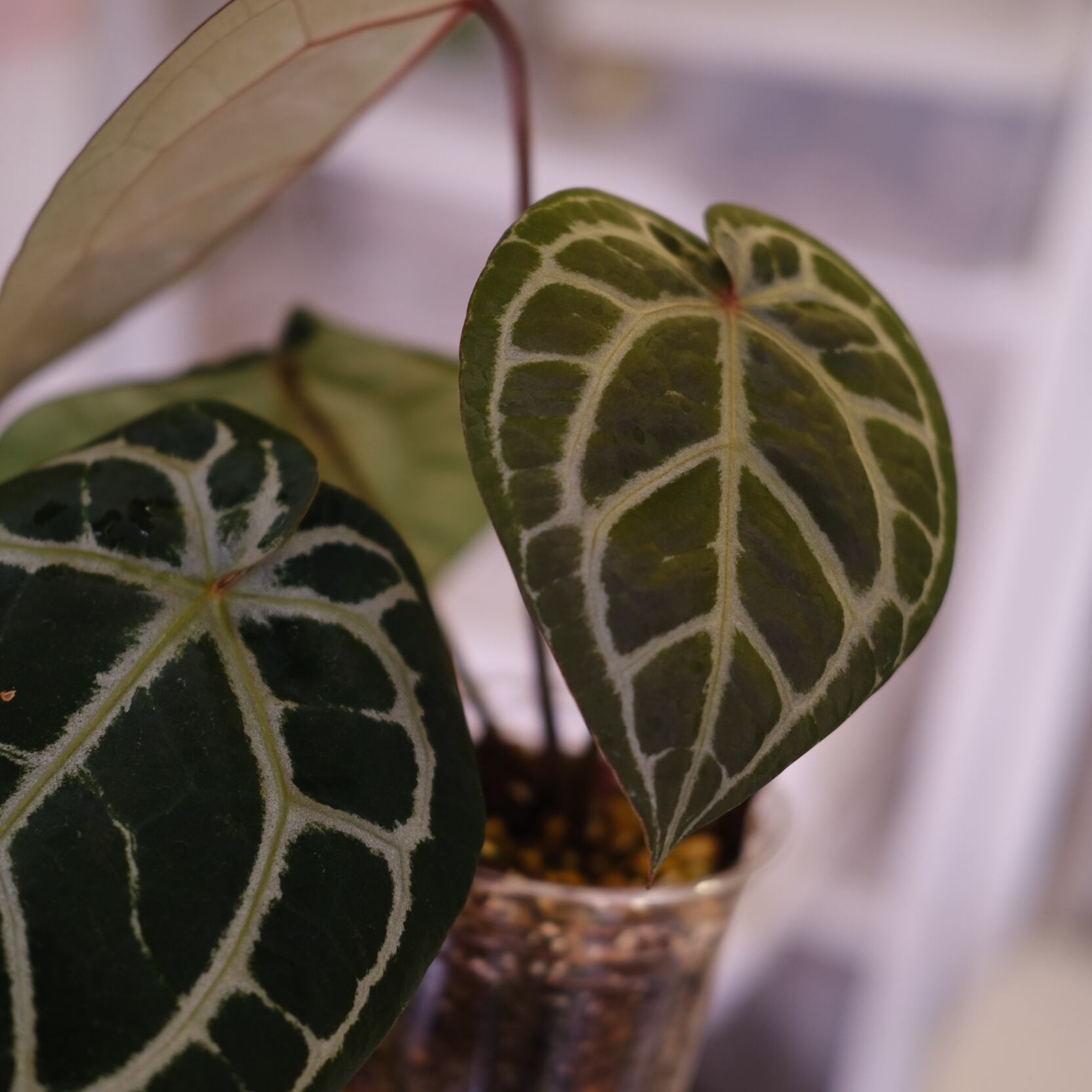 正規タグ】Anthurium 'Michelle' by DOC BLOCK⑯ / アンスリウム