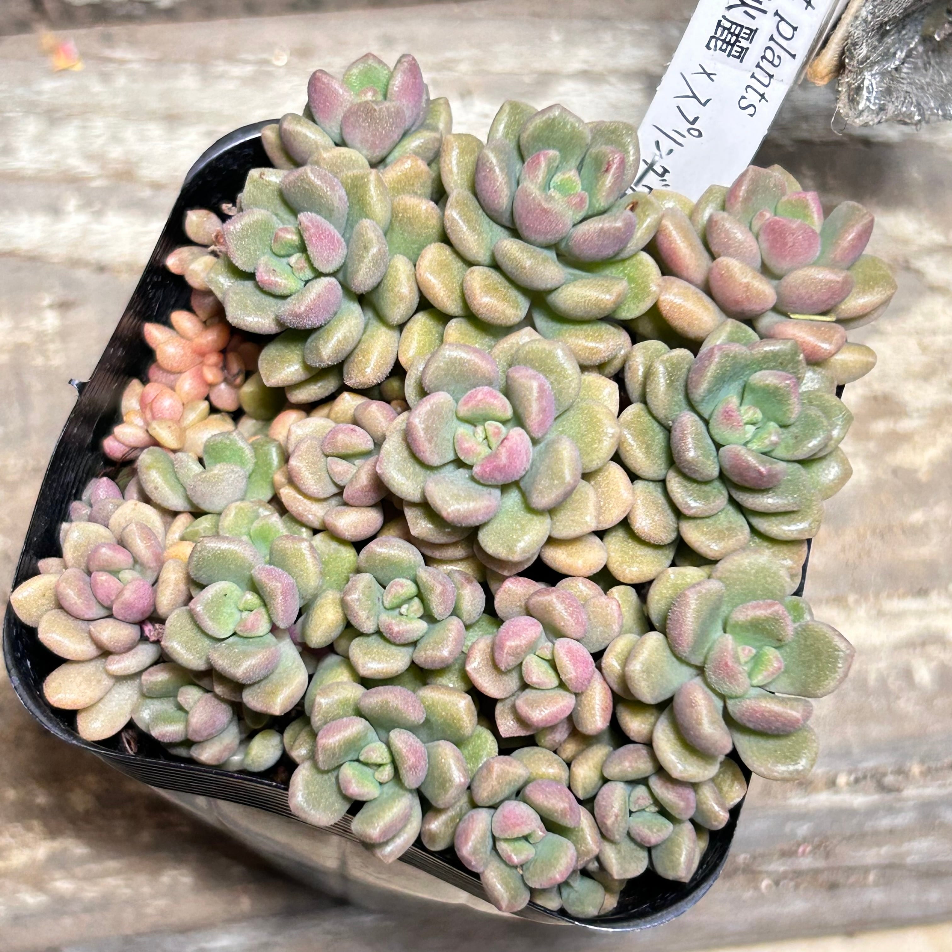 ハリーワトソン錦 韓国苗 | RuPo 多肉植物専門店