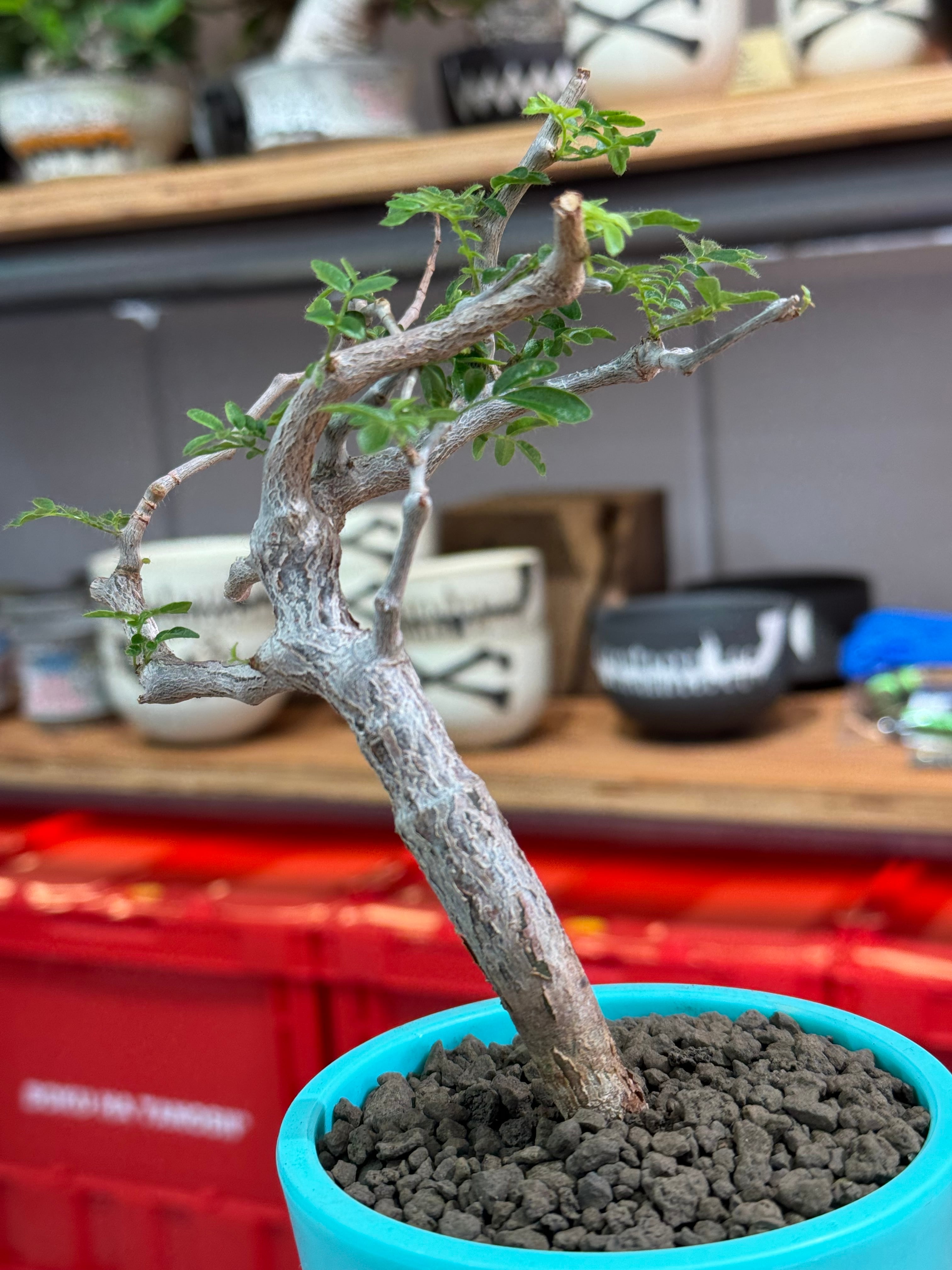 新着】Commiphora monstrosa【実生苗の小さい時から作り込める盆栽塊根