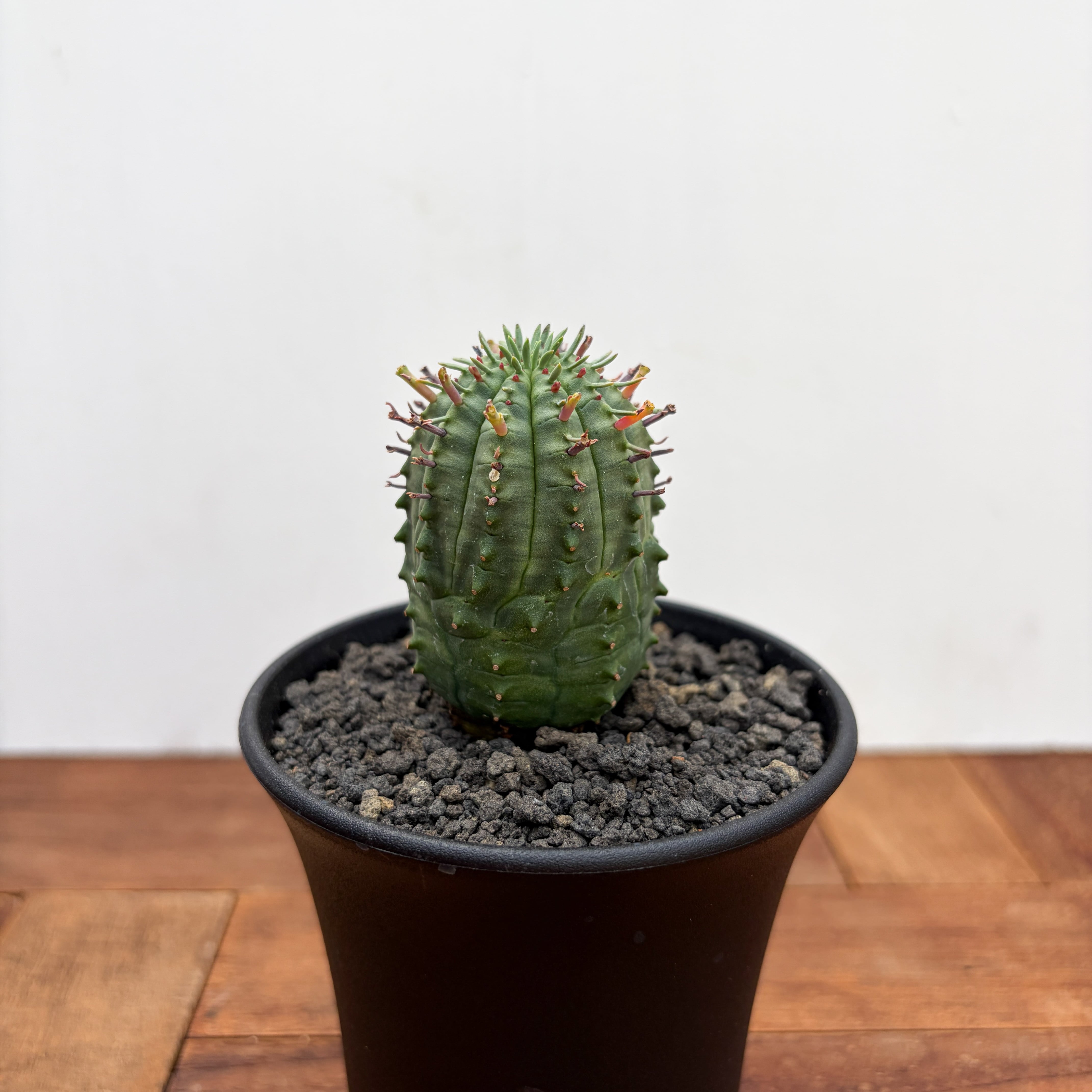 Euphorbia atroviridis【ユーフォルビア・アトロビリディス】 | RIMO'S