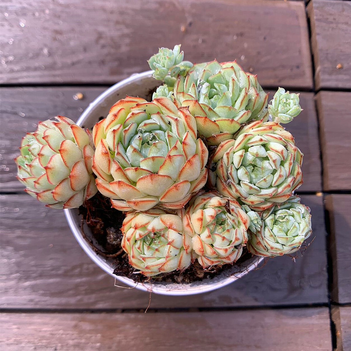 エケベリア 観葉植物 多肉植物 Vincent Cattox静夜 224 （Echeveria 