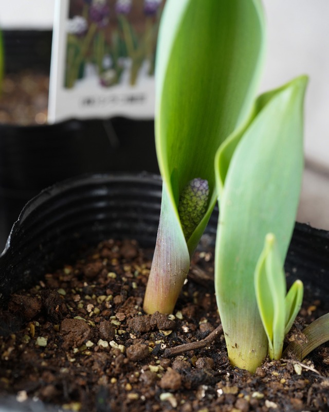 ムスカリ グレープアイス　紫×白 ４本植え