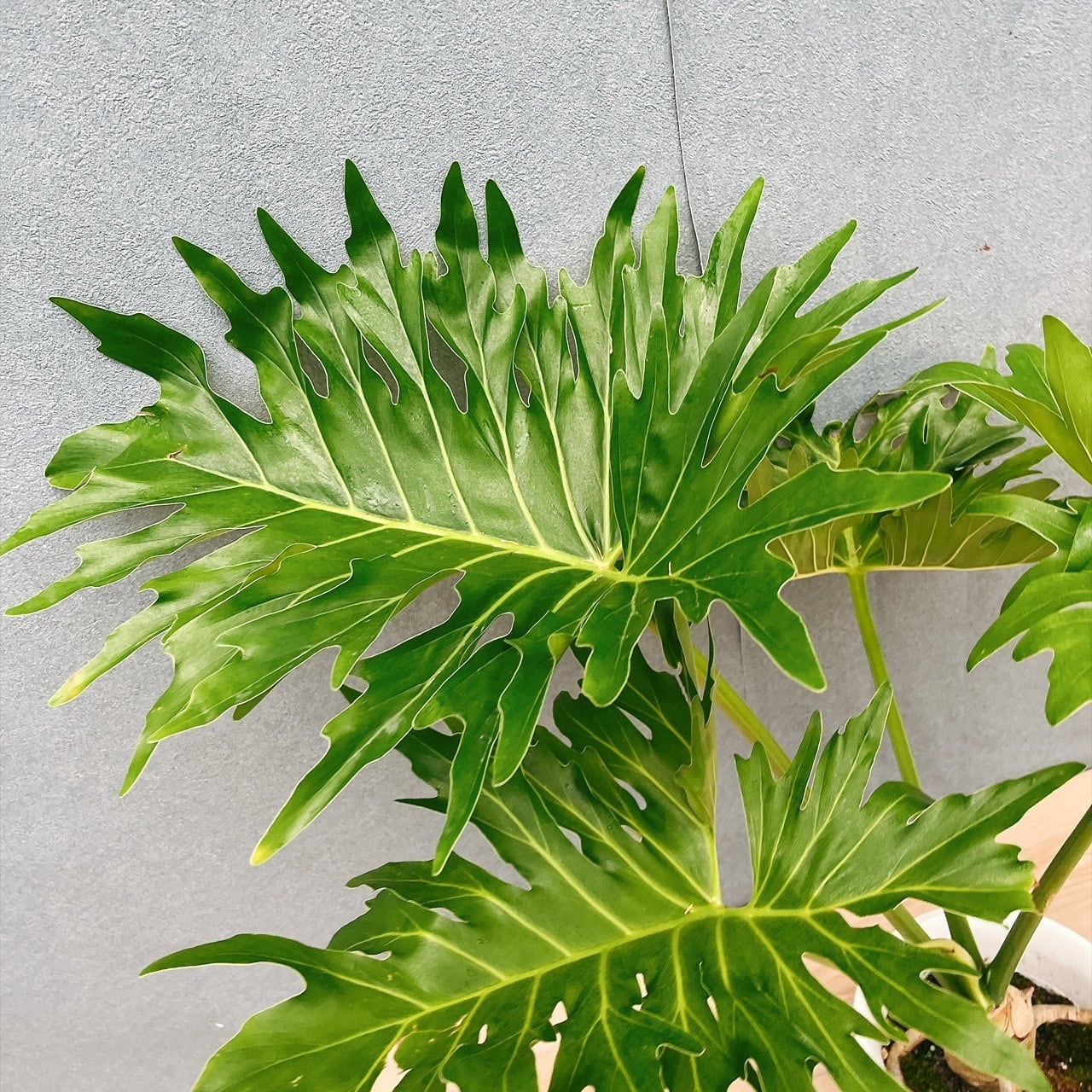 現品］H フィロデンドロン セローム 幹上がり 6号 観葉植物 室内