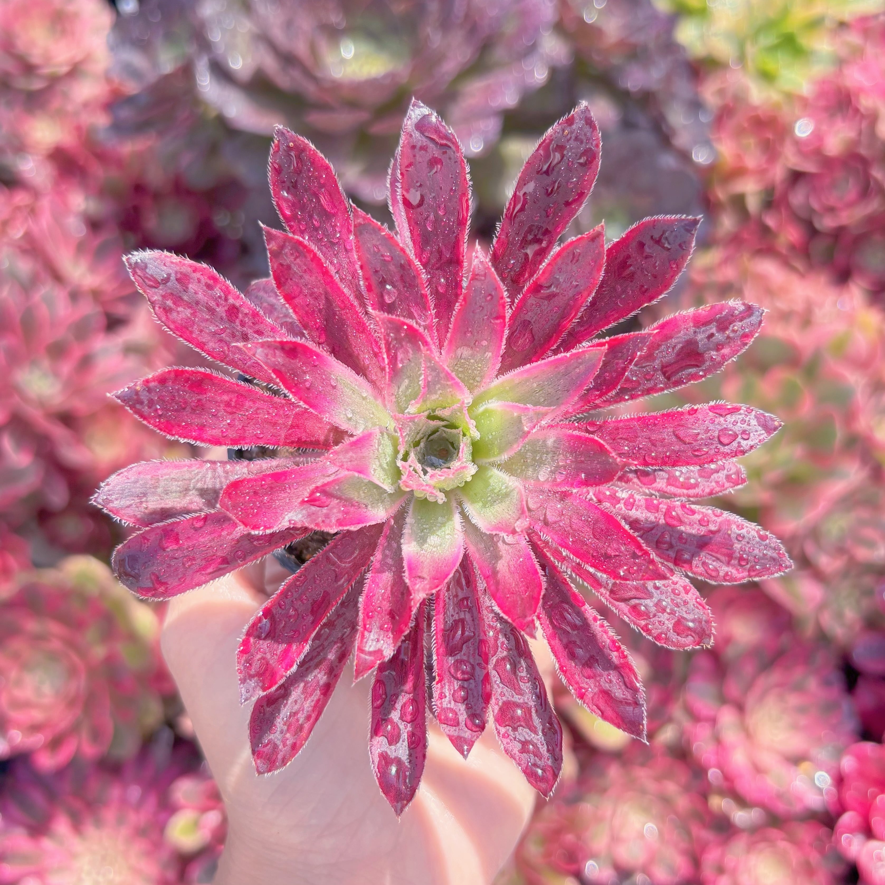 多肉植物　ピーコック錦　新入荷　るる農園