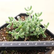 抜き苗 ドロサンテマム スキルパッド Drosanthemum 'Skilpad'