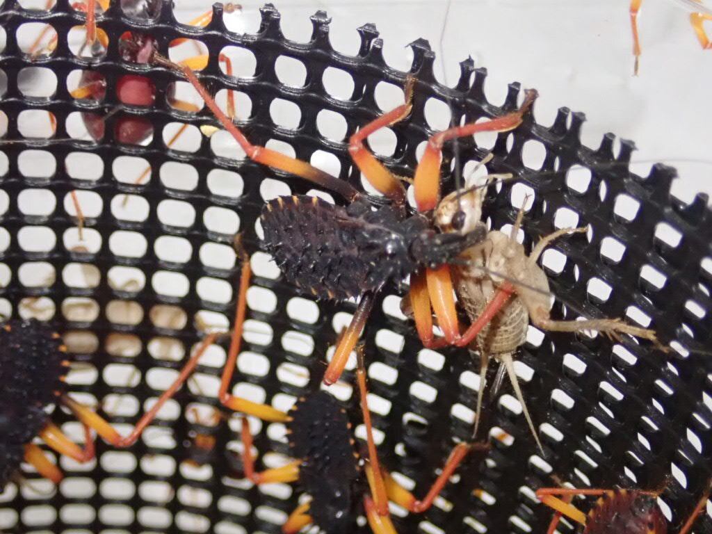 アサシンバグ 幼虫 5匹 スパイニーアサシンバグ 幼虫 ５匹 | まるころ商店〜まるくて