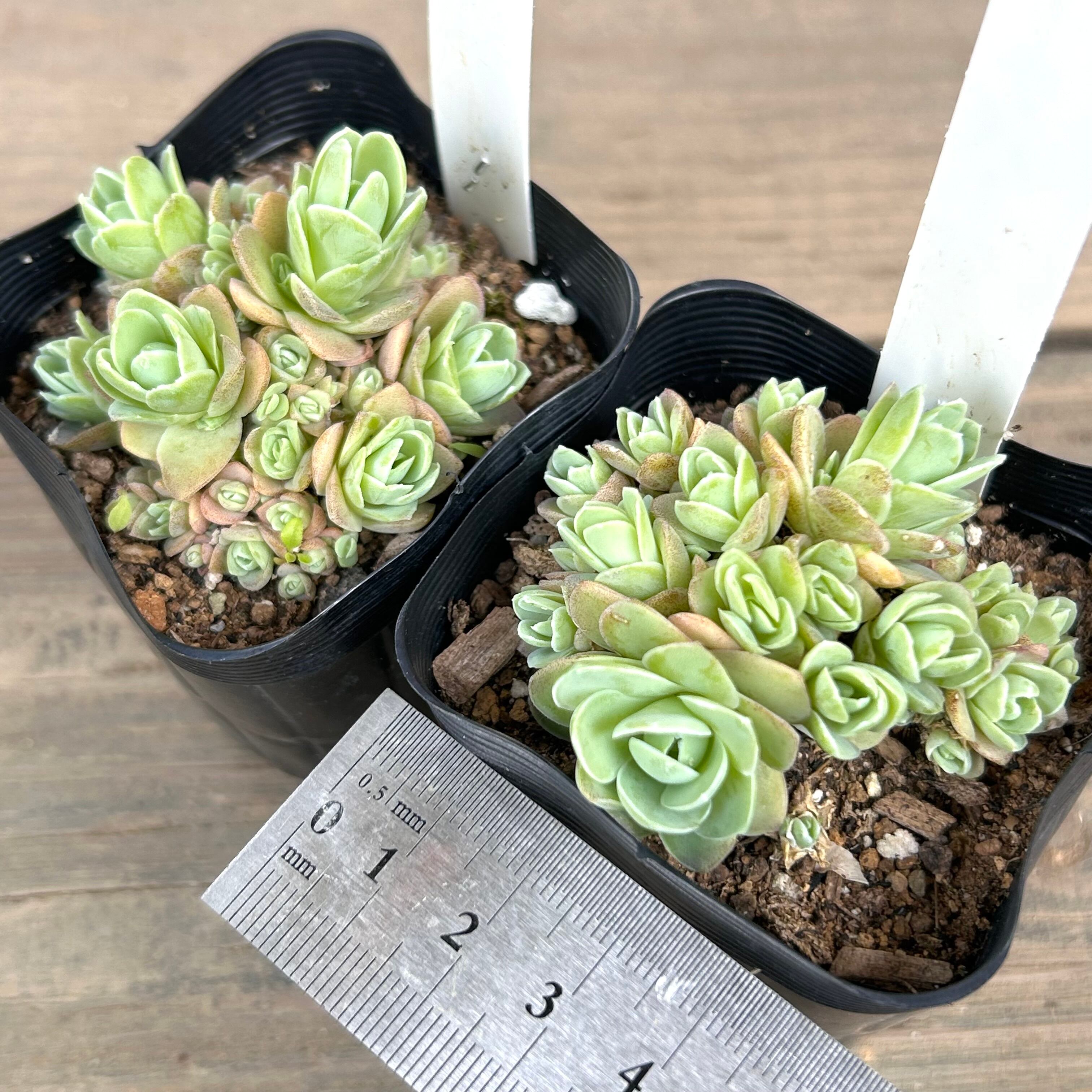 ピーチパーフェクト | RuPo 多肉植物専門店