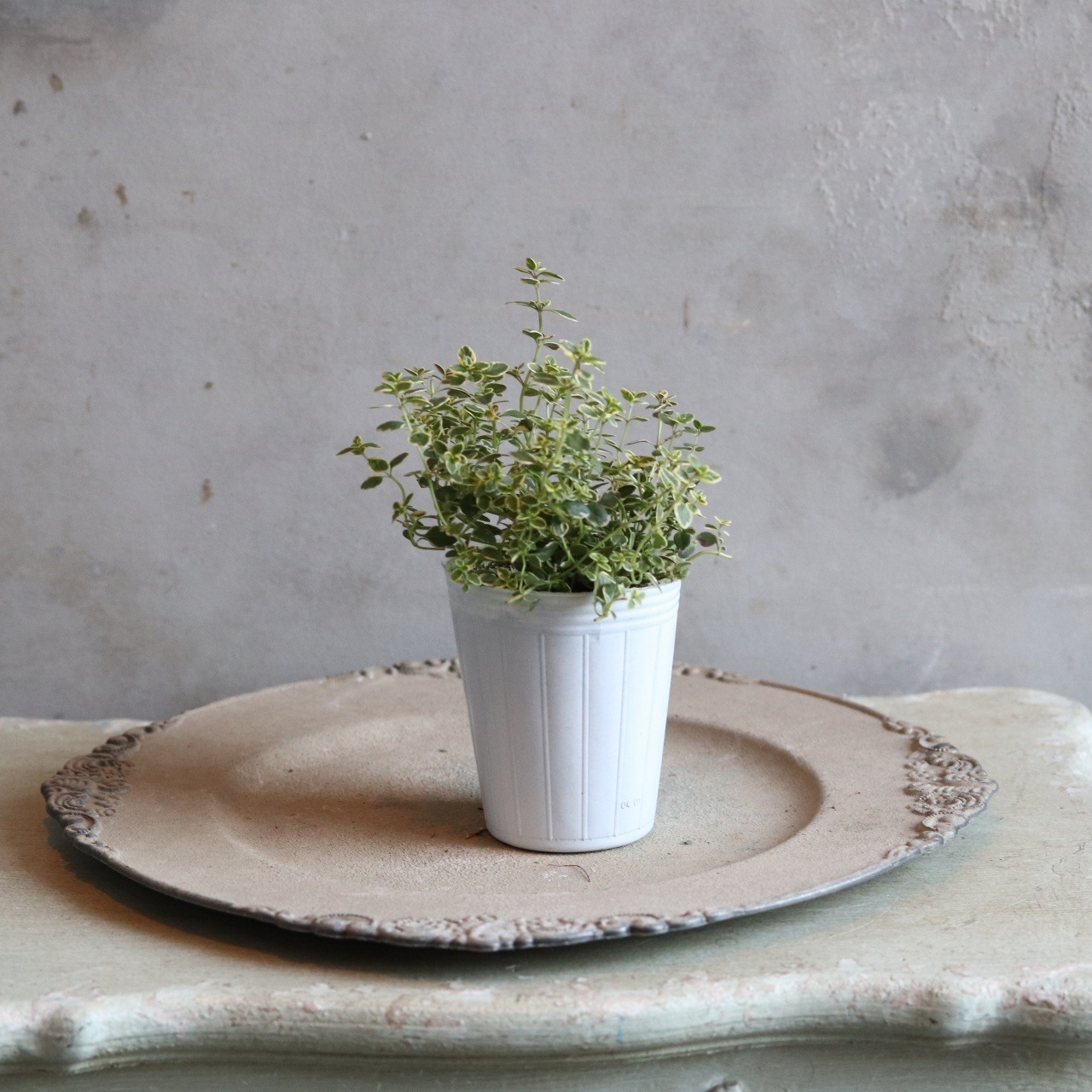 ゴールデンレモンタイム　ハーブ　宿根草　寄せ植えにオススメ　カラーリーフ　庭、花壇にオススメ　丈夫　初心者にオススメ　