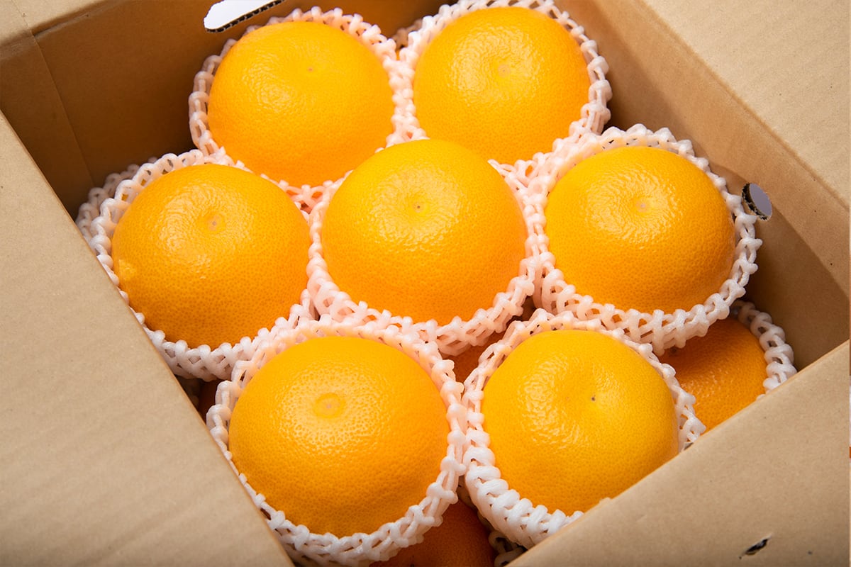 送料無料】卸売市場のセリ人が厳選！ 今食べていただきたい香川県産の