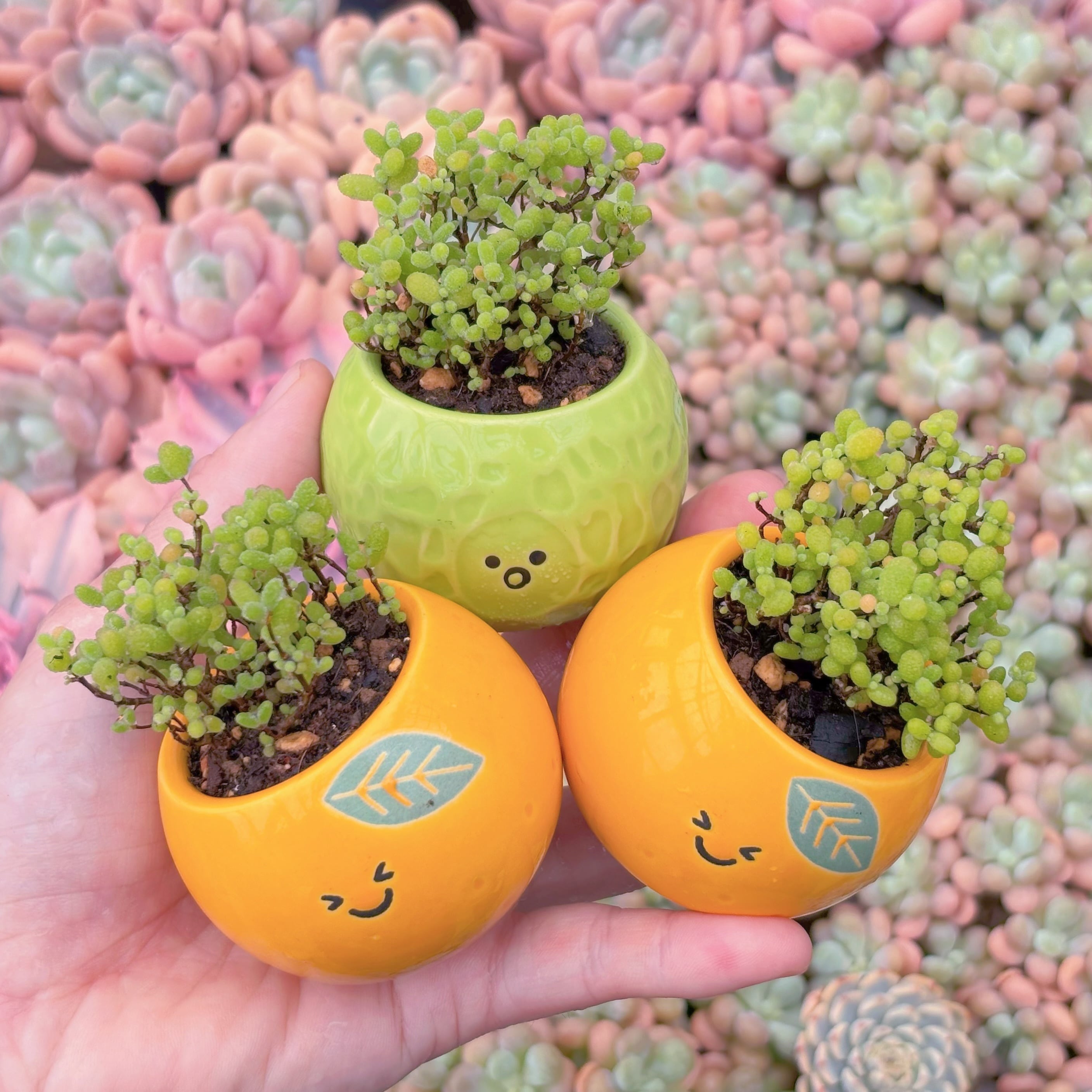 多肉植物　ドロサンテマム　蜜橘糖球(S)　新入荷　るる農園