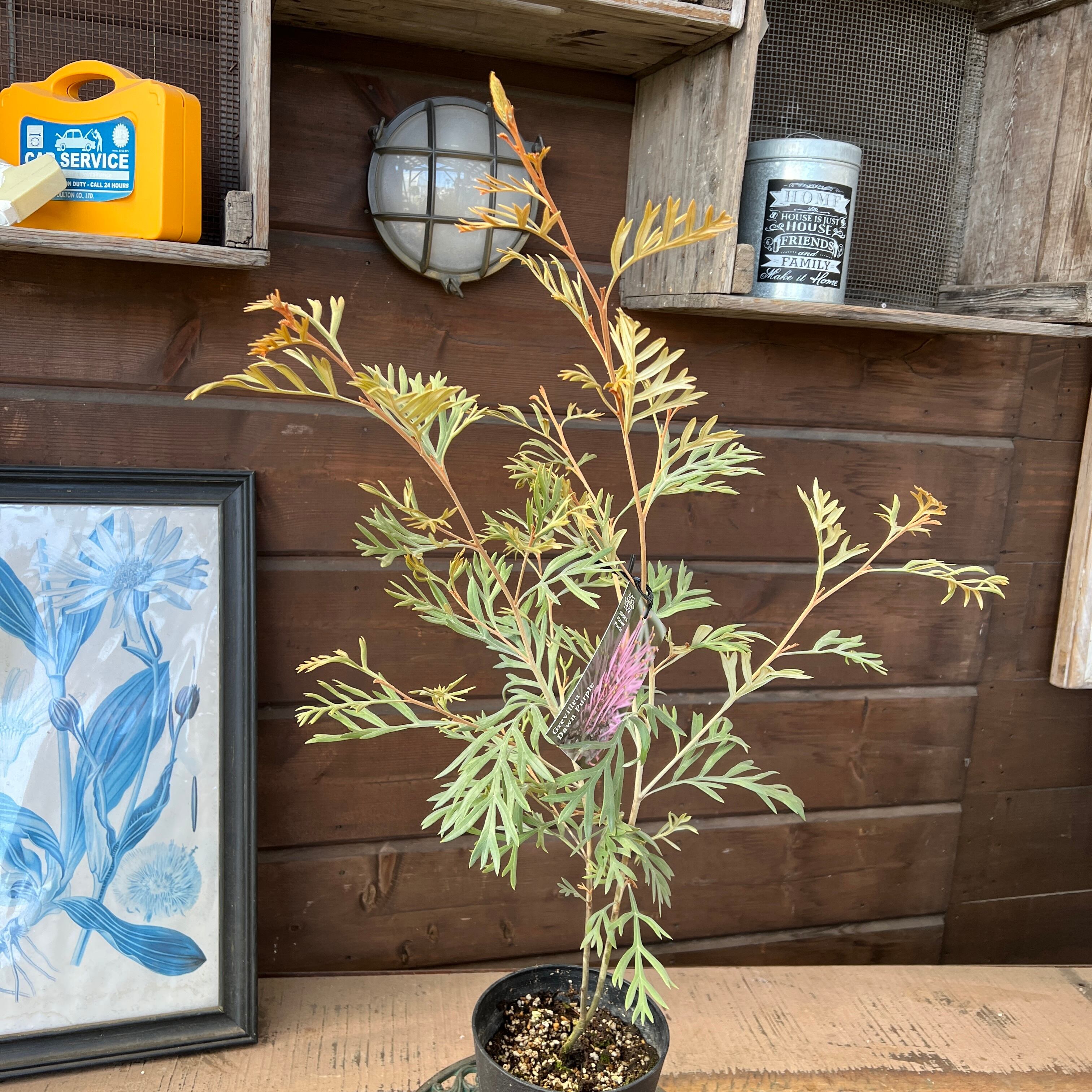 グレビレア ドーンパープル① | 沼ノ上農園