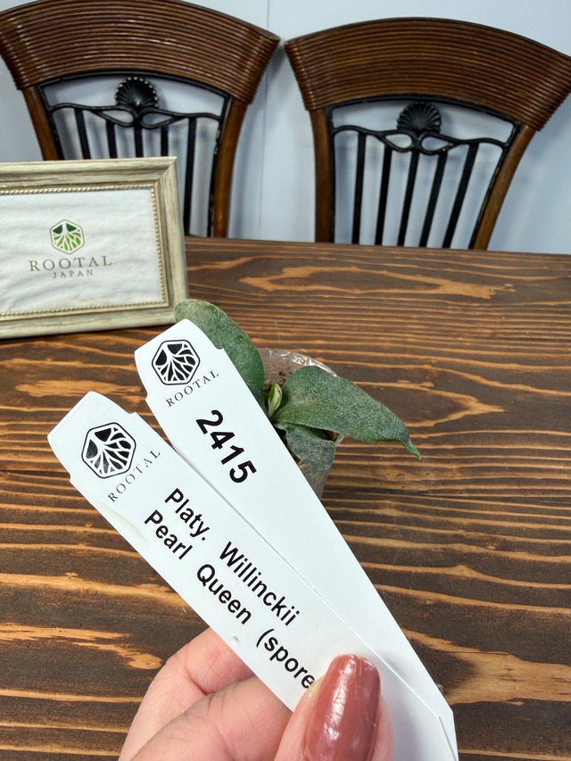 ★2415【優雅に流れるシルエット】ビカクシダ　ウィリンキーパールクイーンspore（7㎝口径ポット））