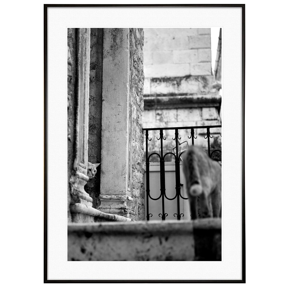 動物写真 街中の猫 インテリア モノクロアートポスター額装 AS4595