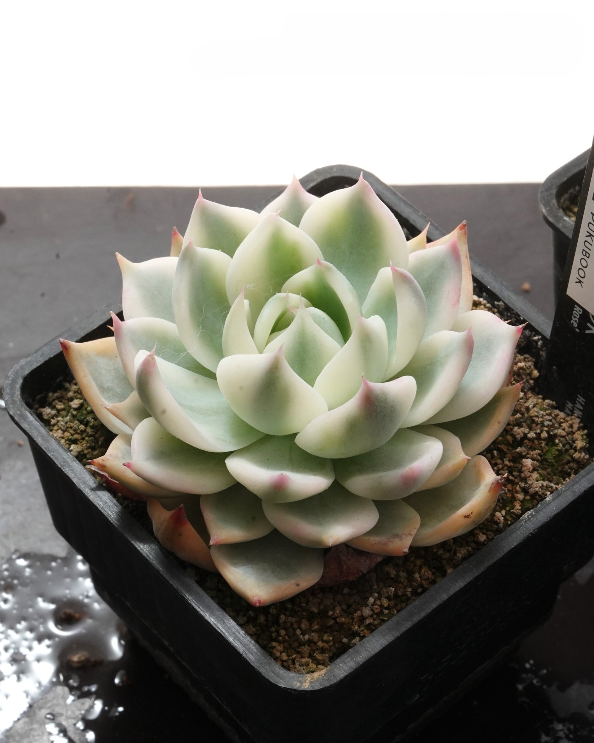 PREMIUM】 鉢植え エケベリア チワワエンシス錦 陰陽 全周斑化【1本