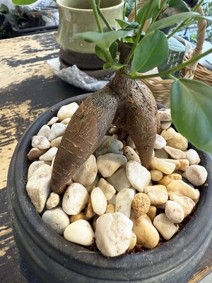 ガジュマル　黒