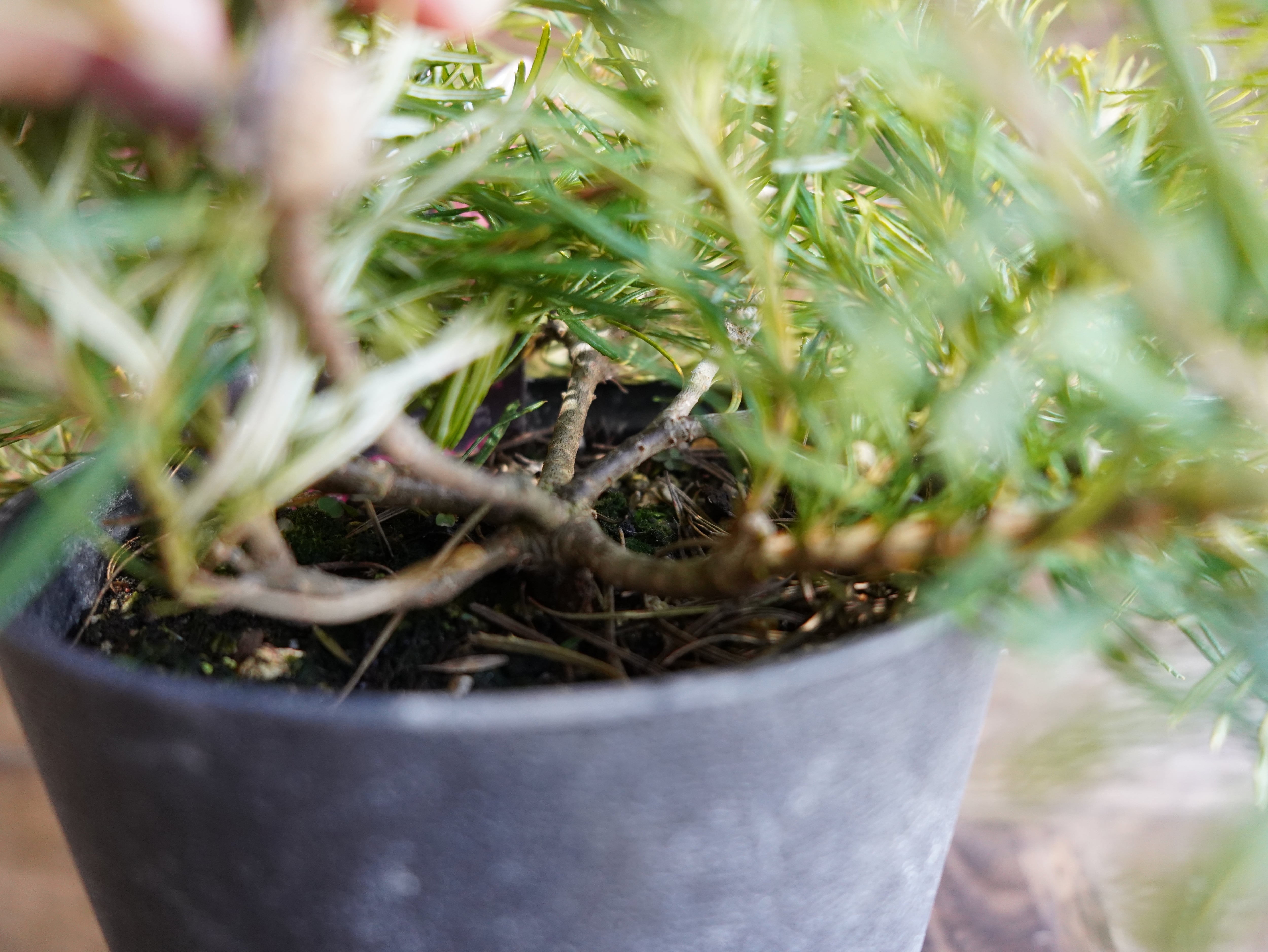 【現物】バンクシア ”バースデーキャンドル” A