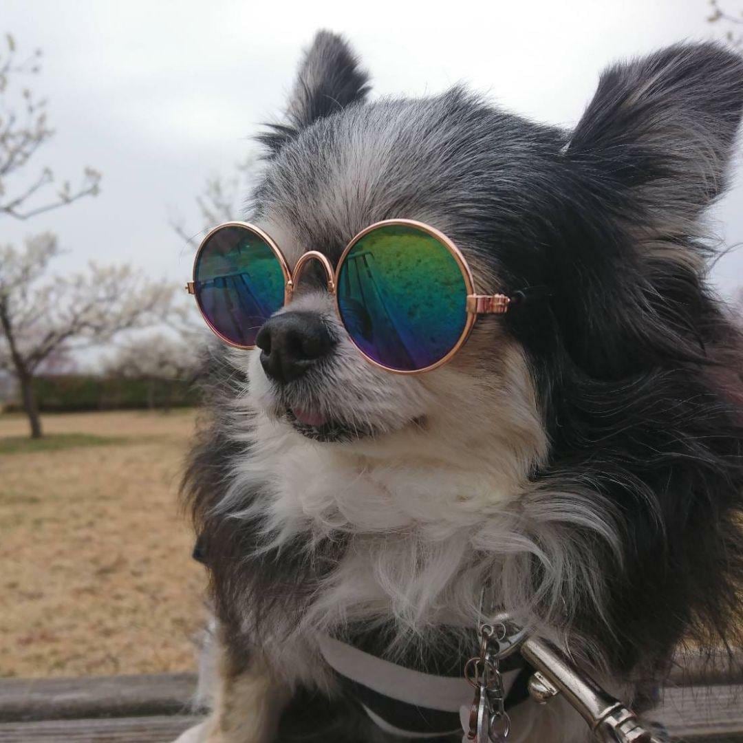 わんにゃんサングラス