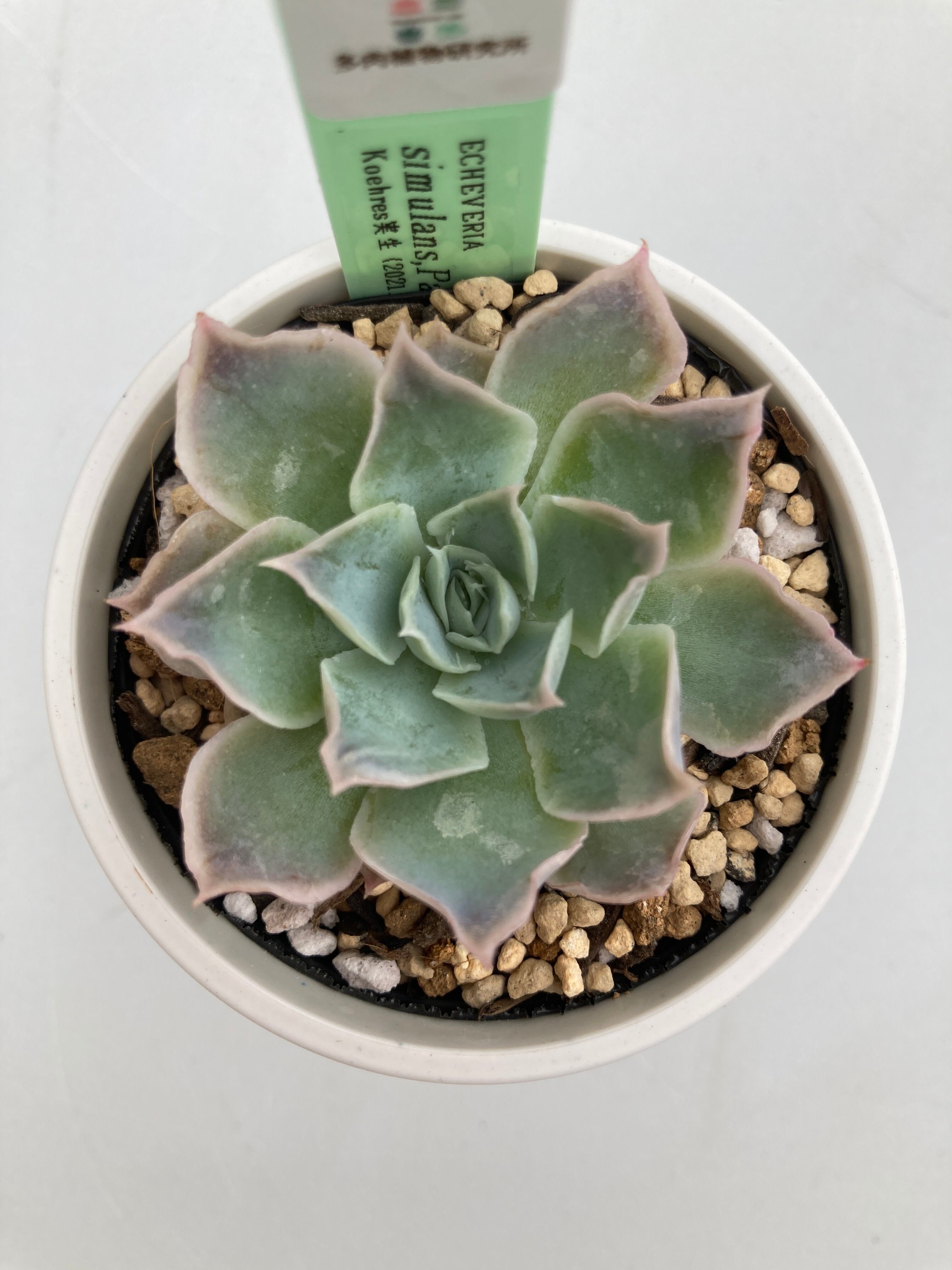 多肉植物　オリジナル実生苗　専用 多肉植物 オリジナル実生苗 - メルカリ