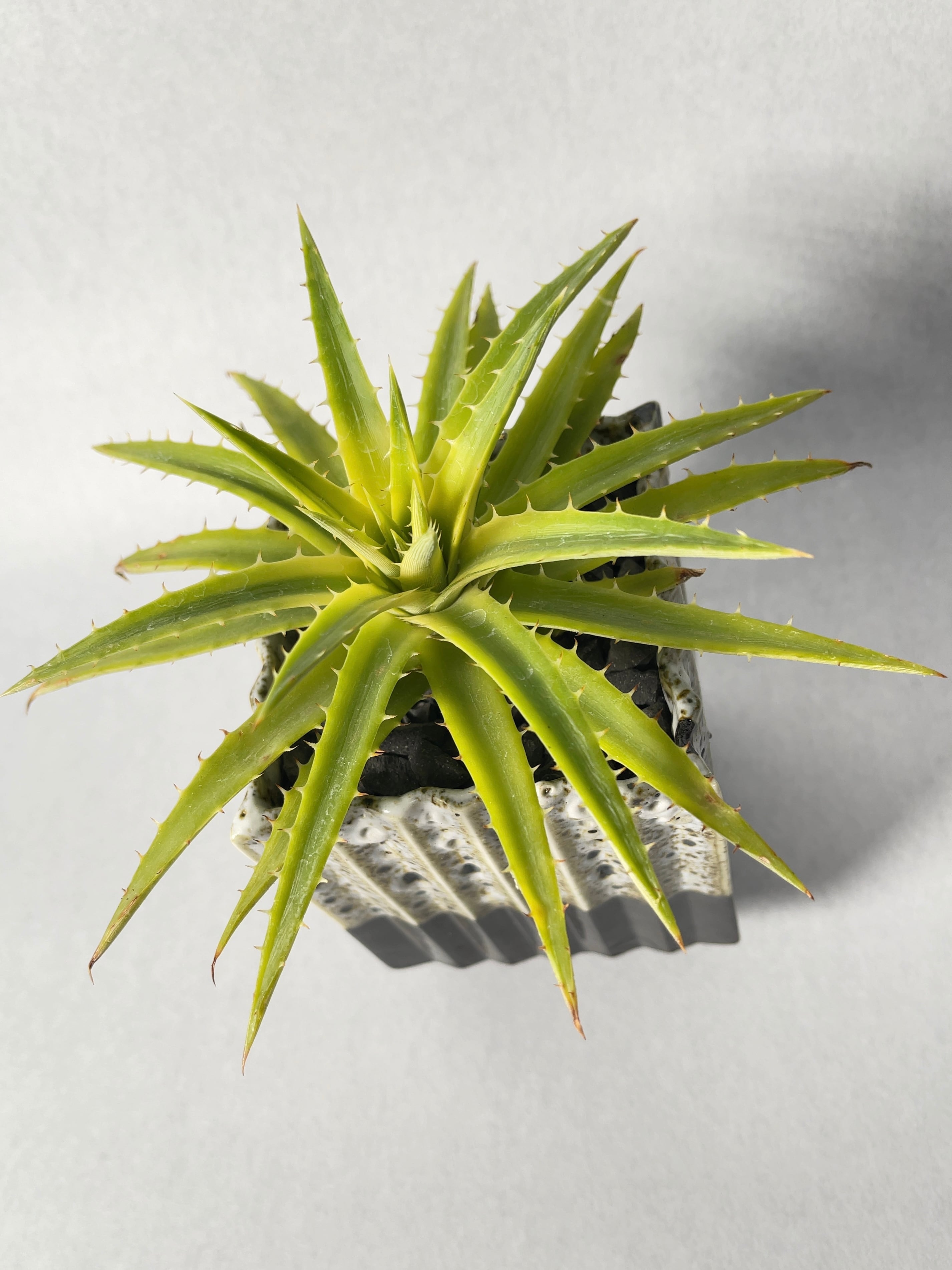 ディッキア・パリダ ディッキア：Dyckia ('Arizona' x 'Brittle Star' #Small) x 'Silver