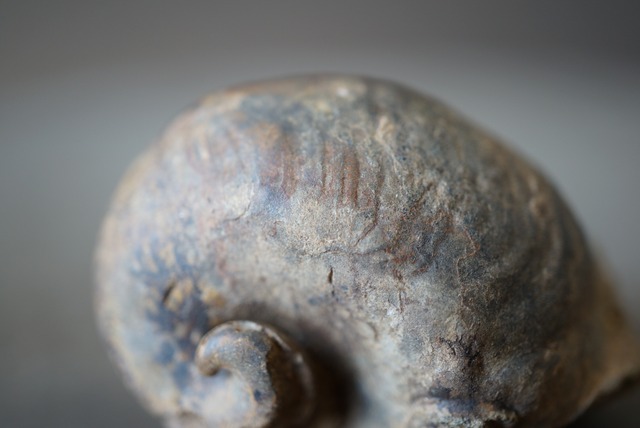 ボリビア産カタツムリ(腹足類)化石 Gastropod Fossil 1349