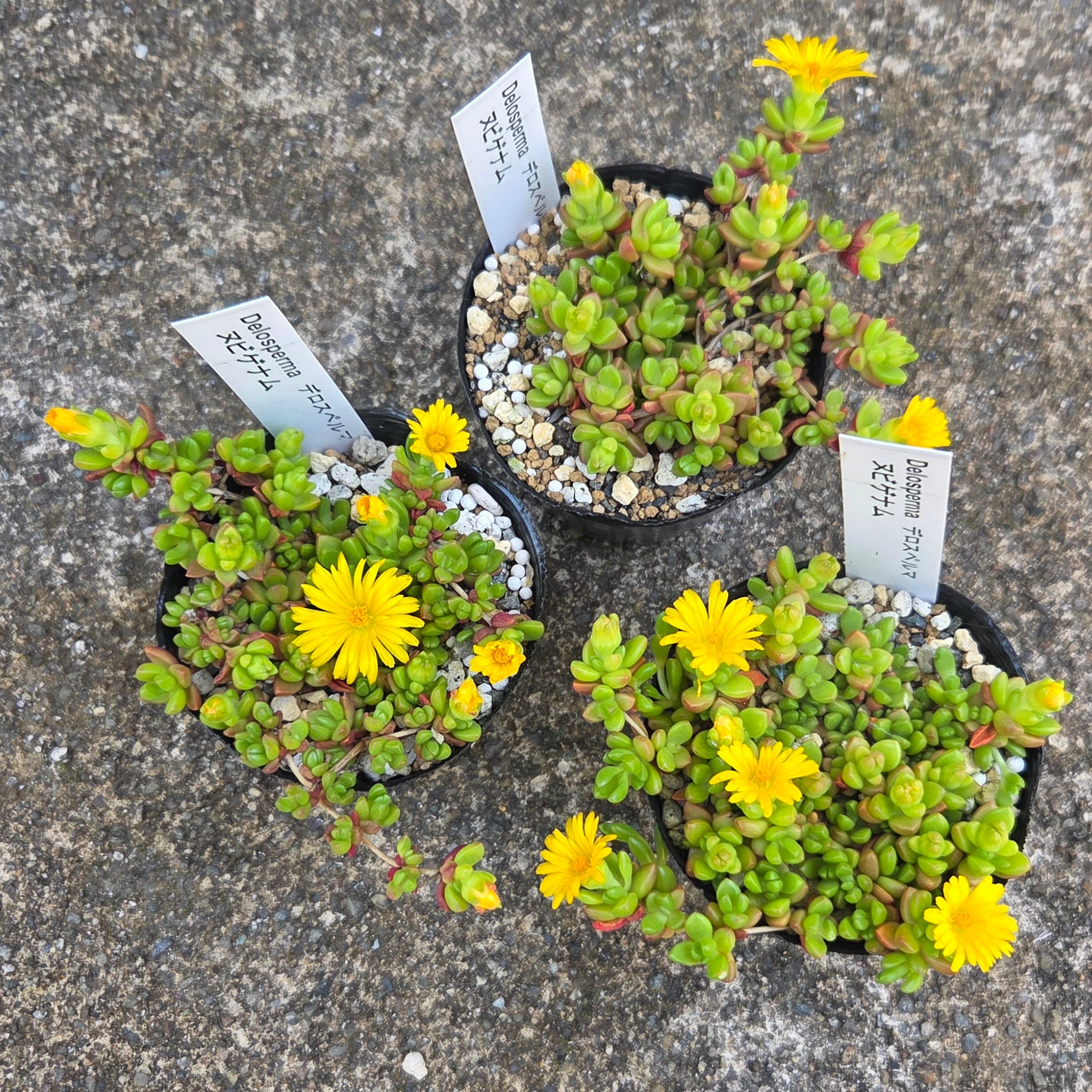 多肉植物プラグ苗or1号pot苗カラフル12品種set | 多肉Garden＊Grow