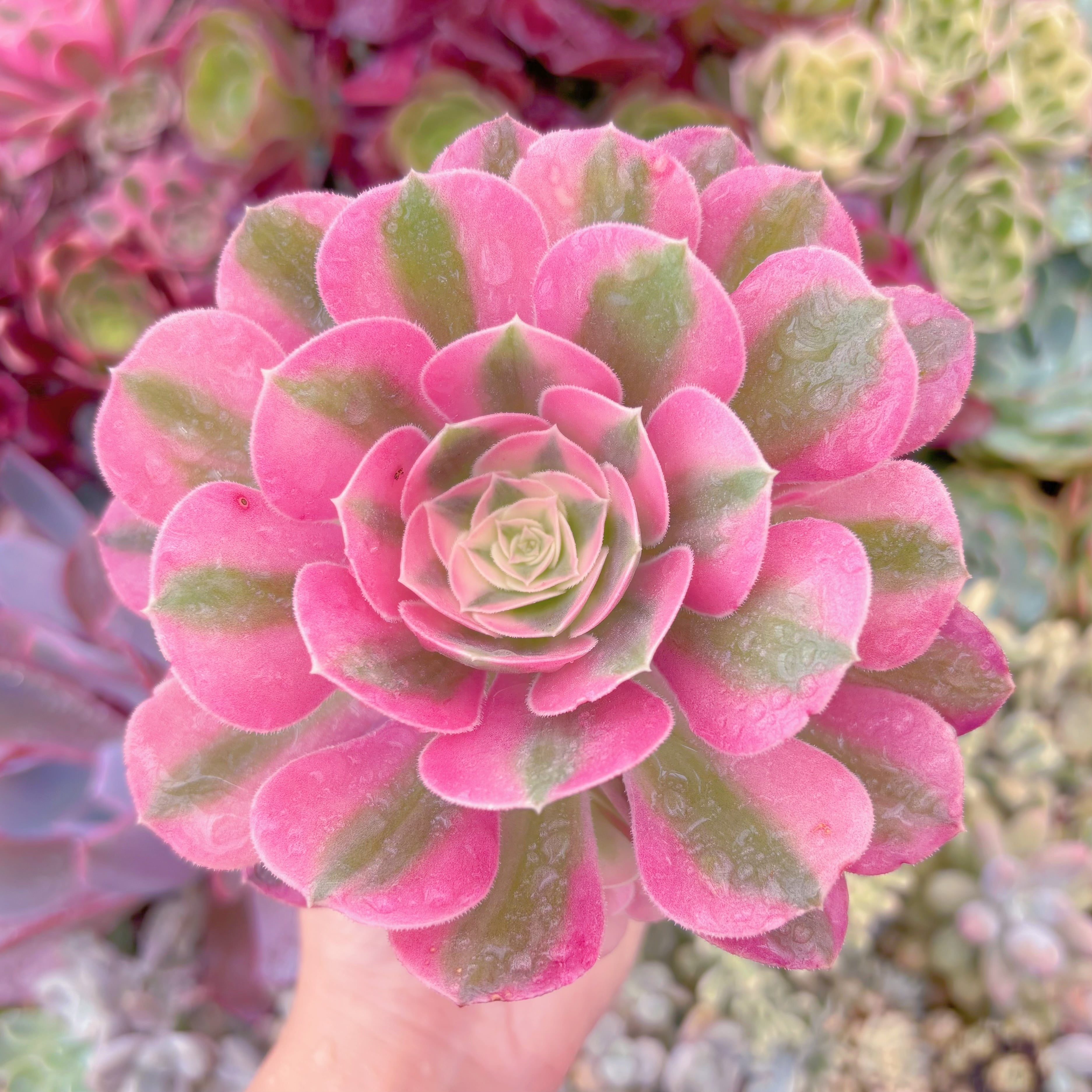 現品 アフラダイティ#661 るる農園 | るる農園~多肉植物専門