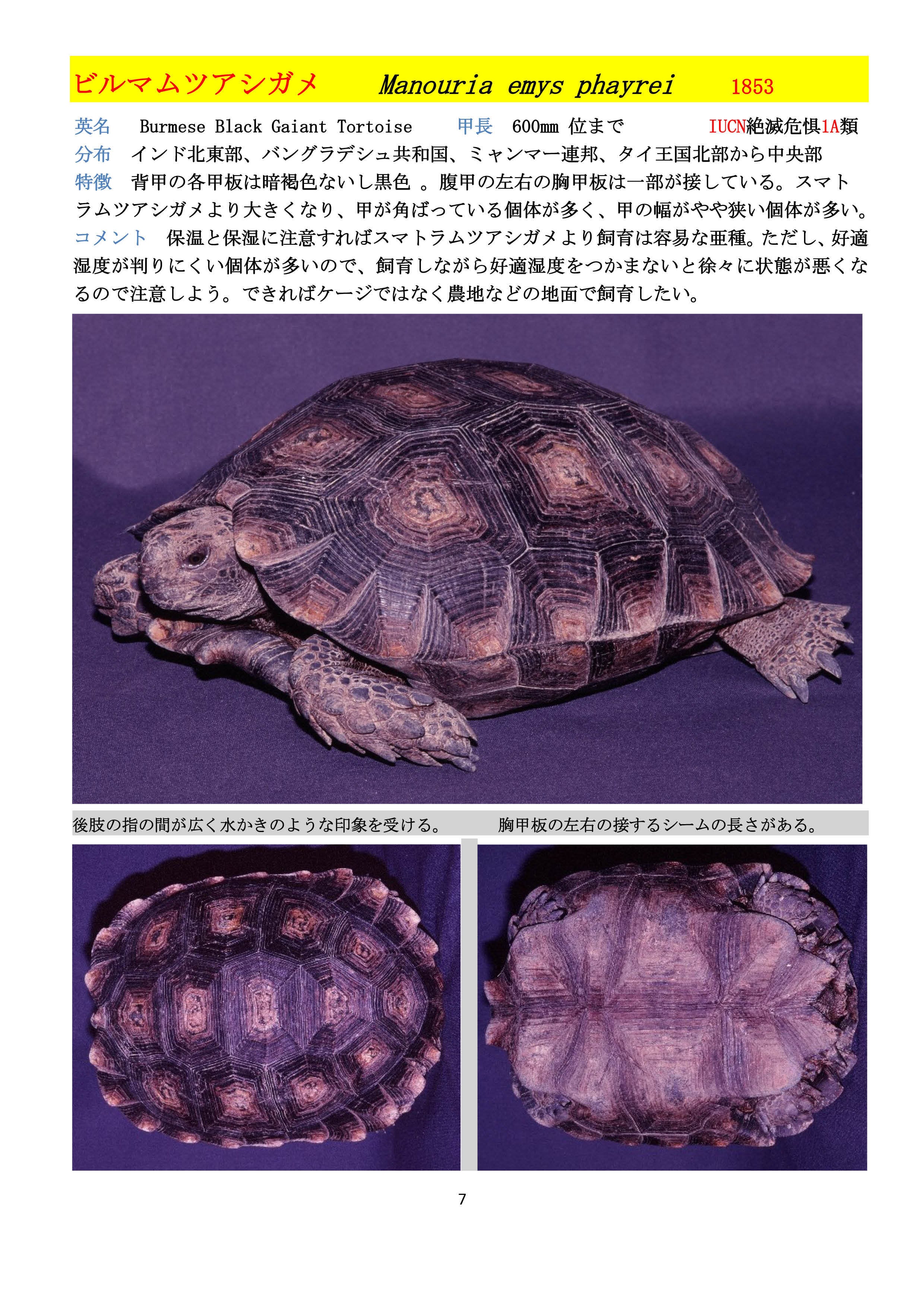 世界のカメ 潜頸亜目 Ⅰ リクガメ科 | megaamazonia