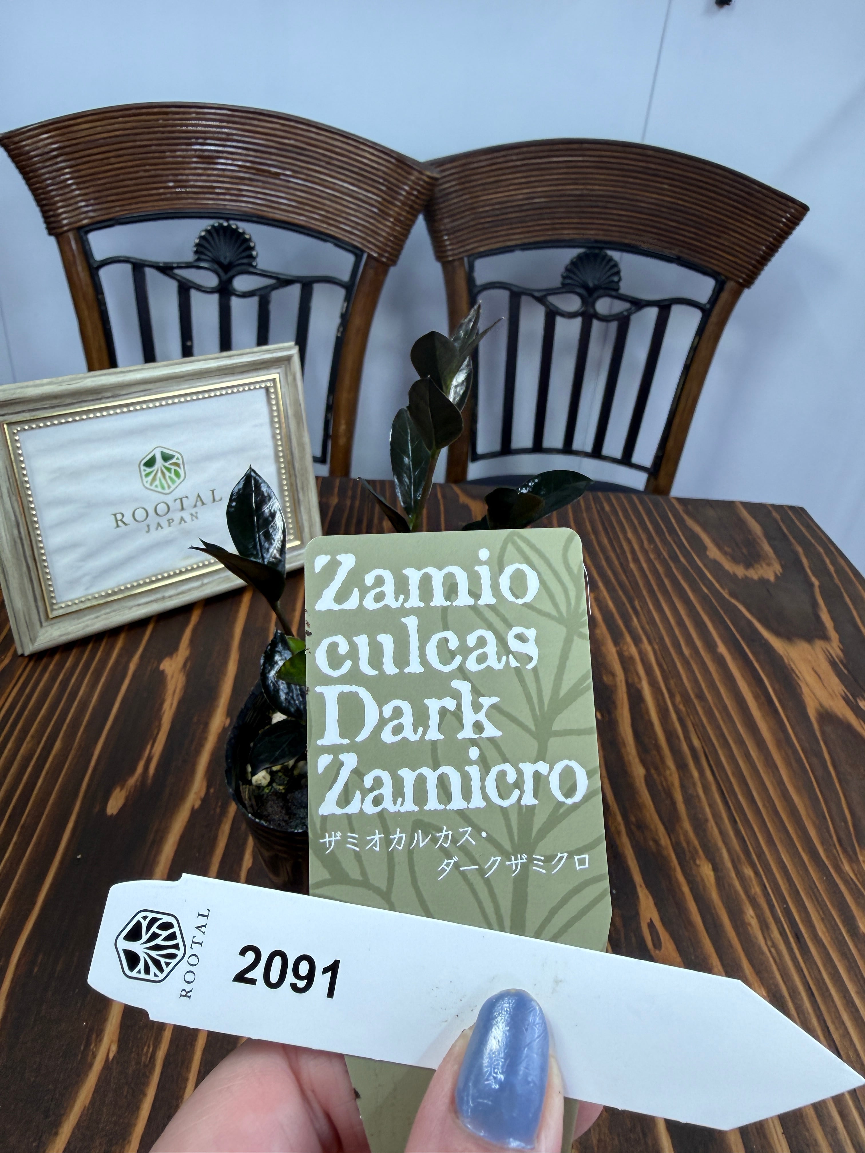 ★2091 【締まる黒の世界】ザミオクルカス ダークザミクロ(3号ポット)