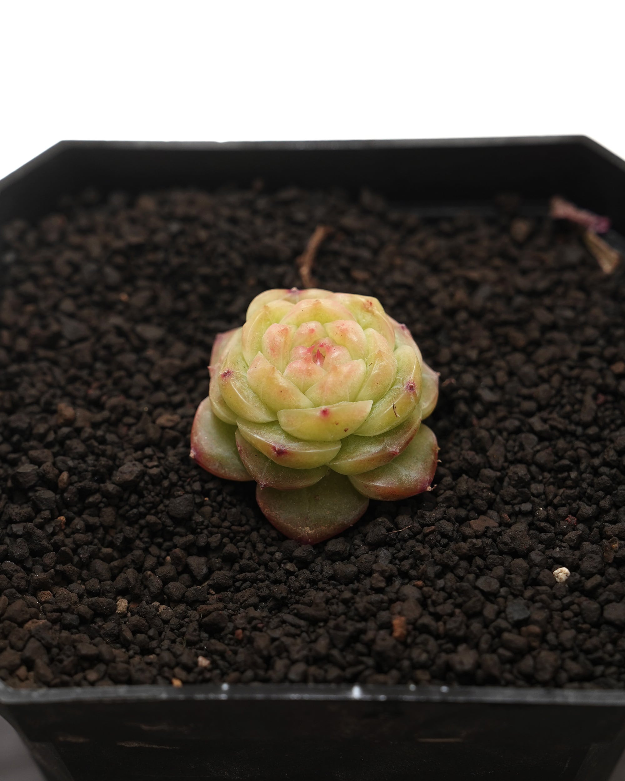 発根済カット苗 リップグロス Echeveria 'Lip Gross' | PUKUBOOK