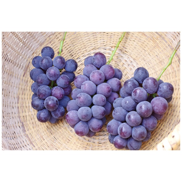 種なし巨峰 ４～５房（２．０ｋｇ以上）