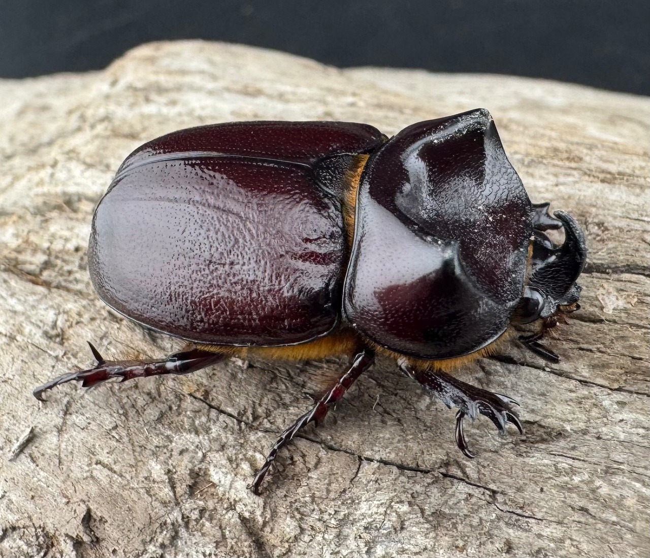 【WD】《クリイロムナコブサイカブト 32mm A'品ペア》