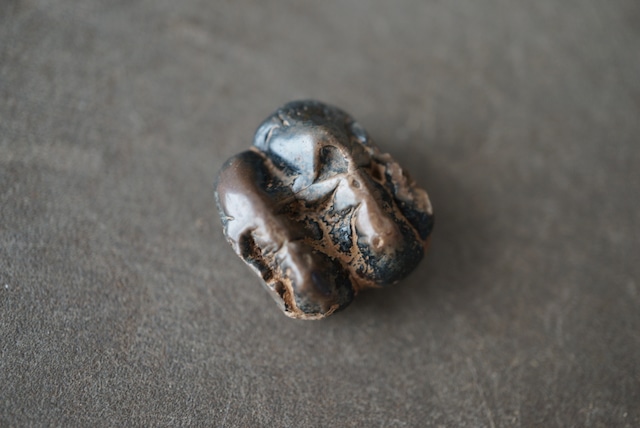 マナティの歯化石 Manatee tooth fossil Trichechus sp. 1453