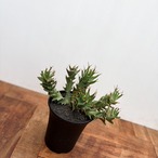 Euphorbia tortirama【ユーフォルビア・トルチラマ】