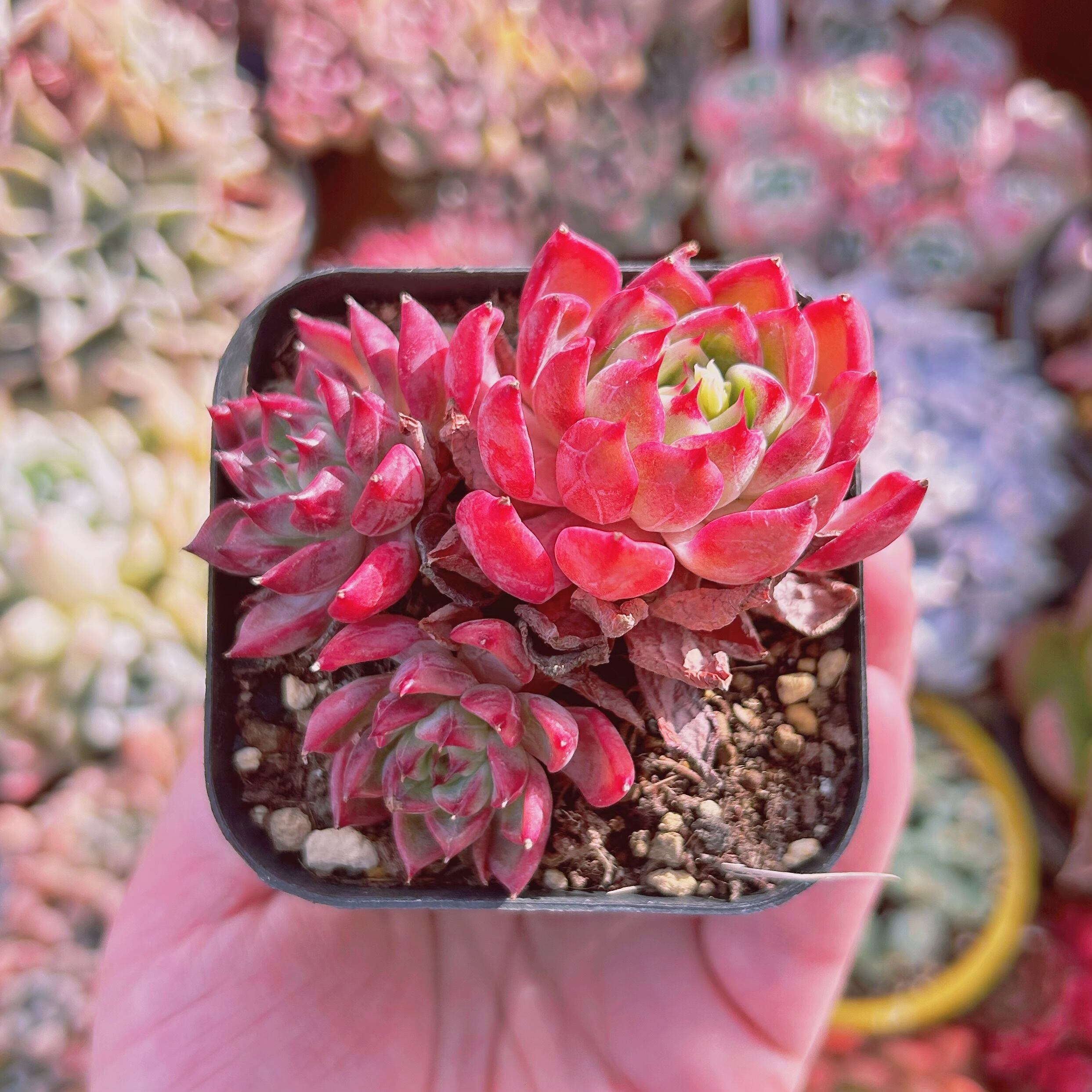 #263現物　多肉植物　ルビンx沙羅姫牡丹　抜き苗