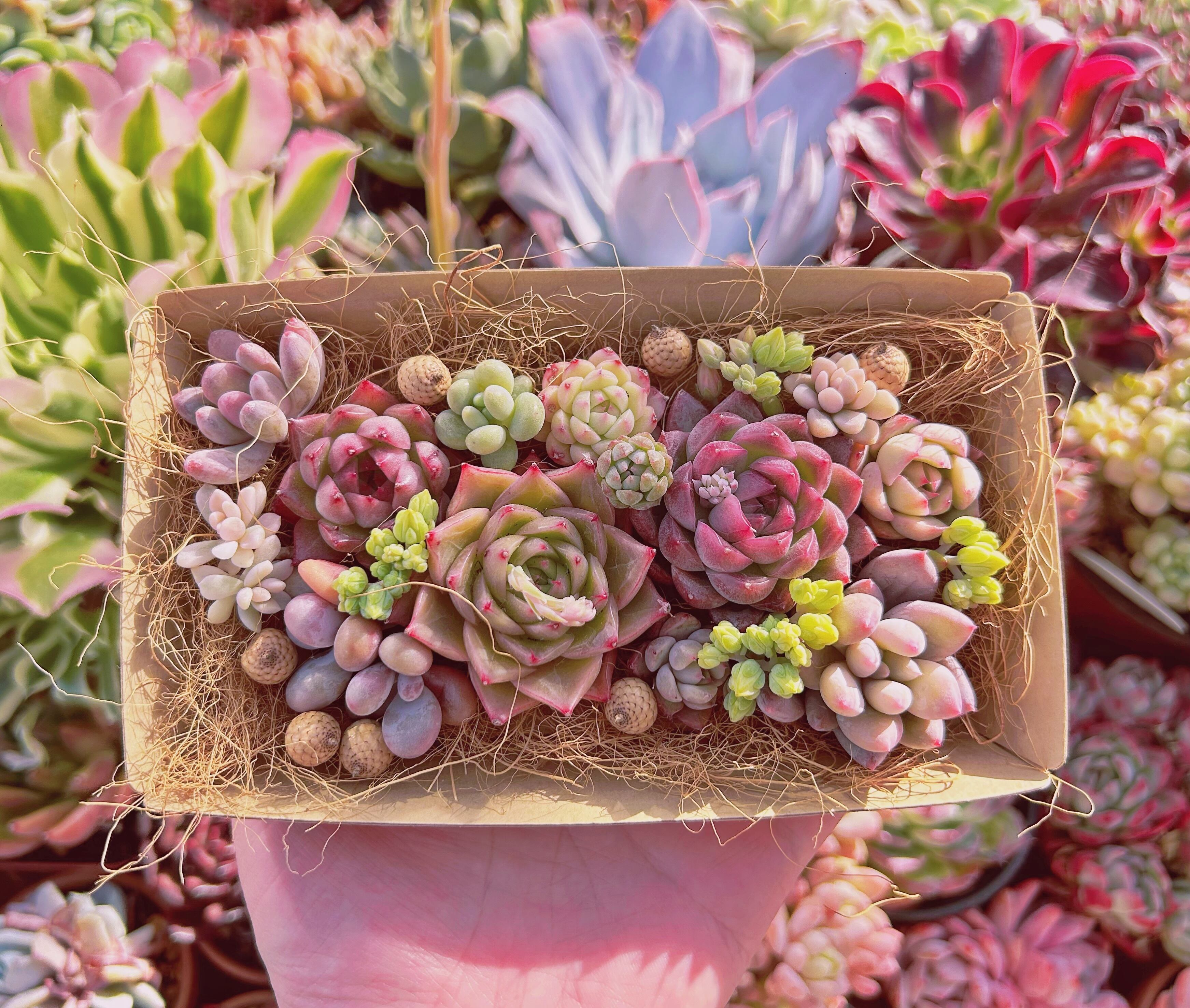 #085現物　多肉お弁当　トレーのまま発送